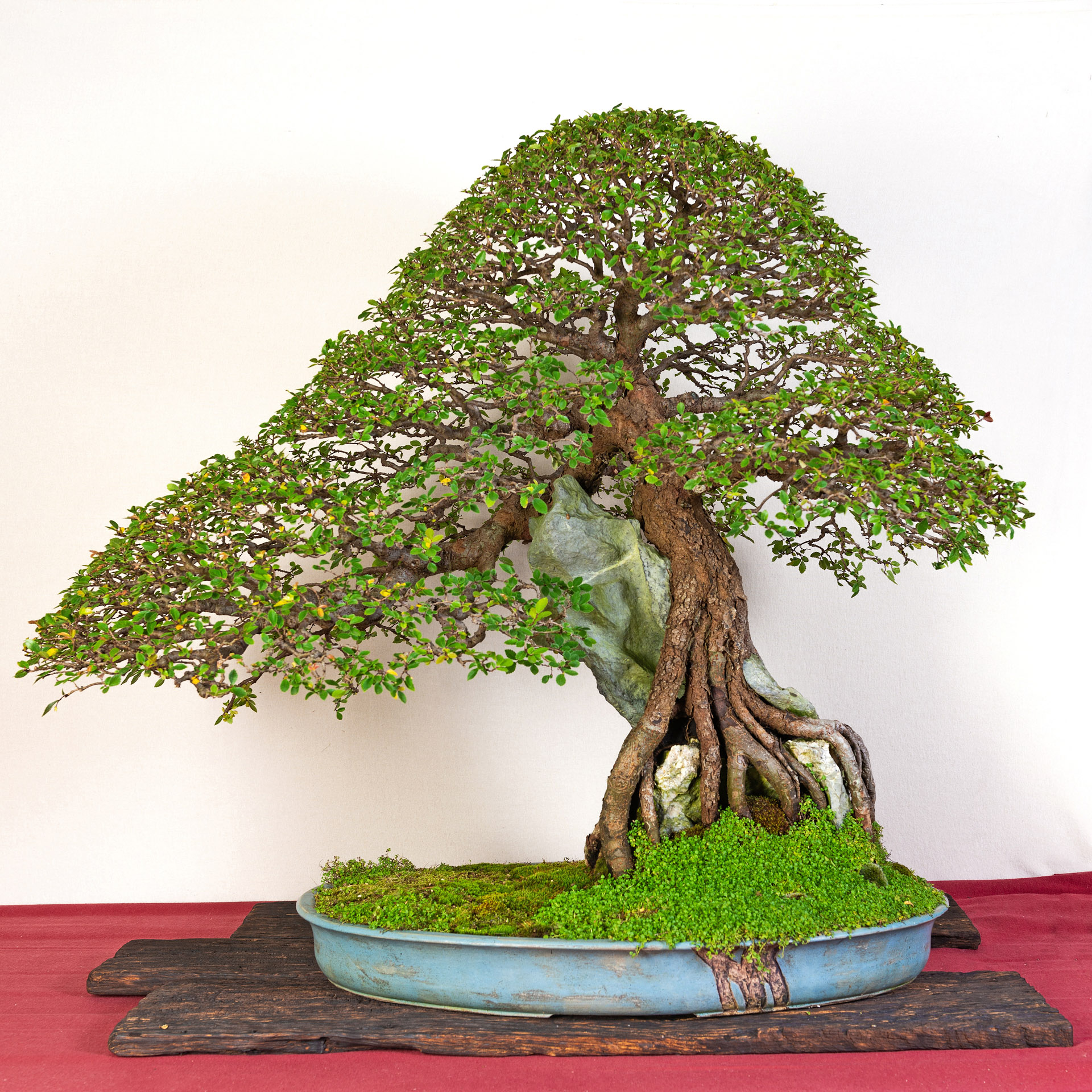 bonsai tree from seed All-in-One Bonsai Tree Seed Bank main image 1