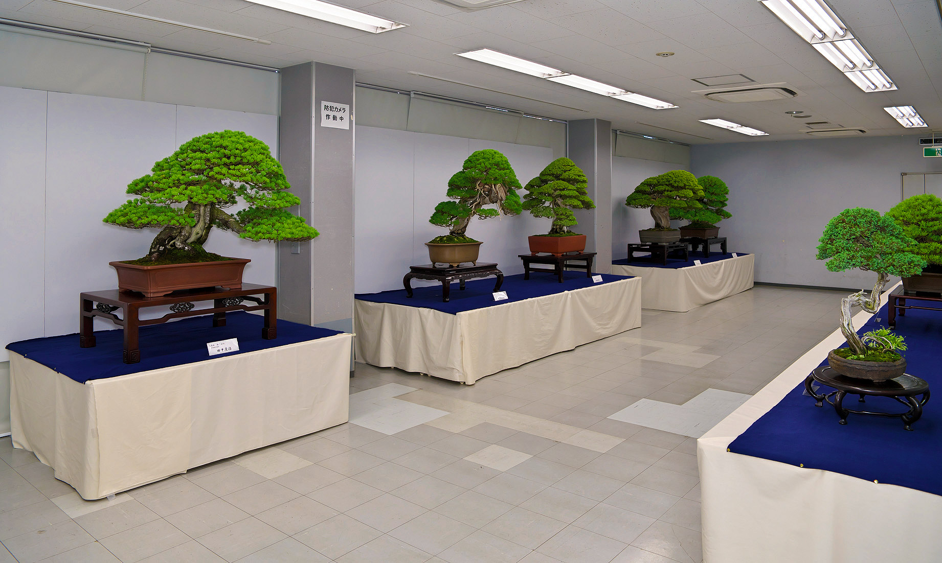 Gallery 22-3  Bonsai Today
