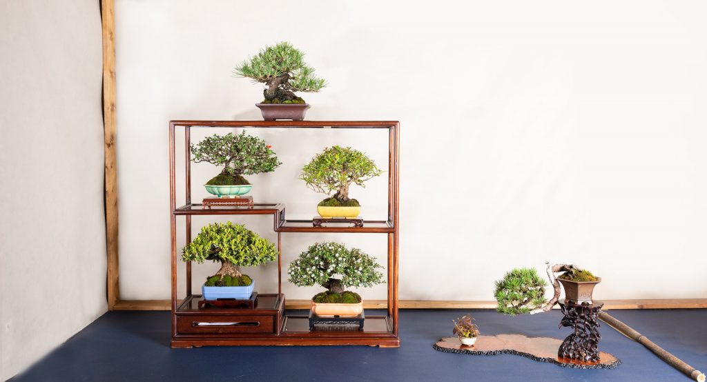 Arco bonsai '22 – Bonsai Today