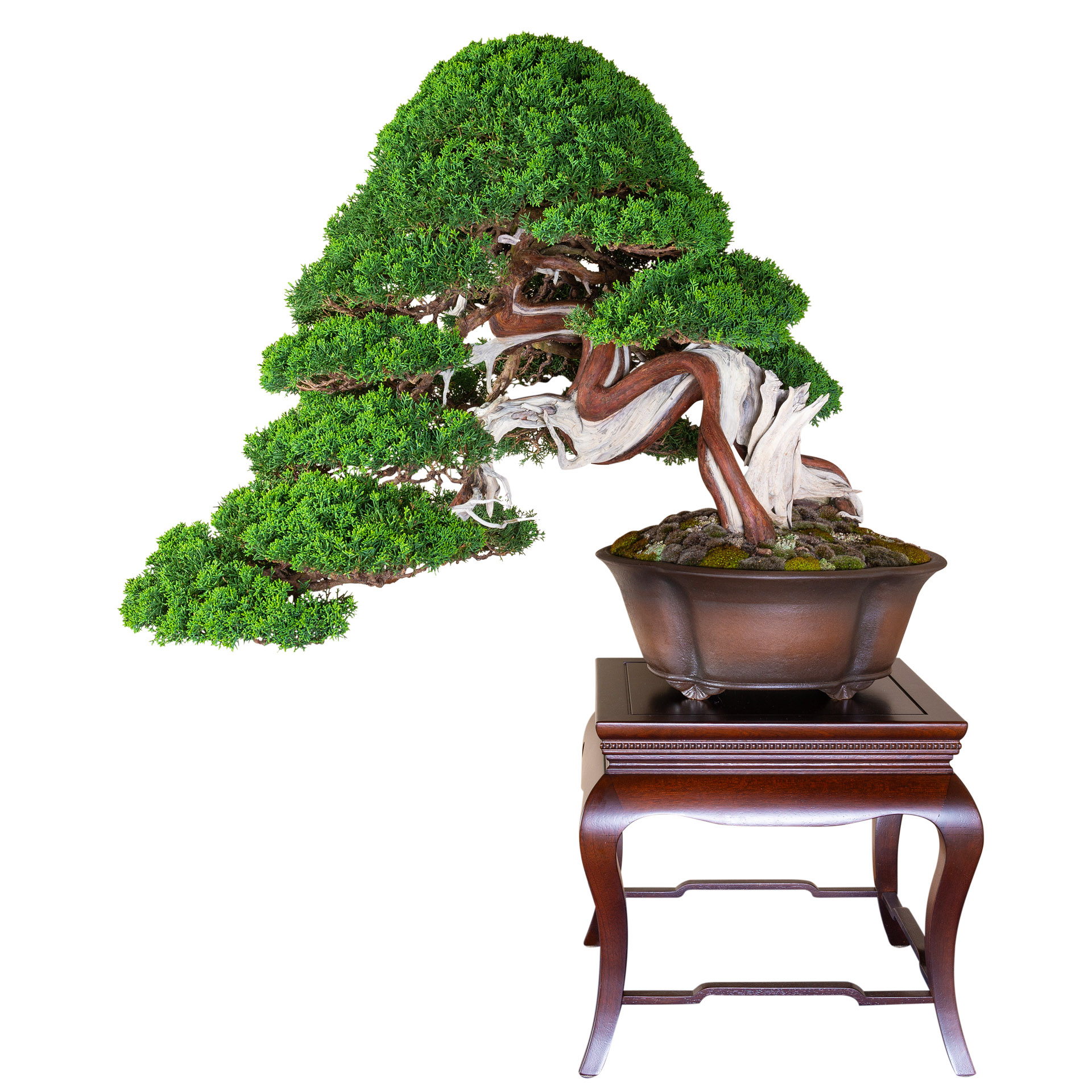  Arco bonsai ’22 – Bonsai Today Motiv 