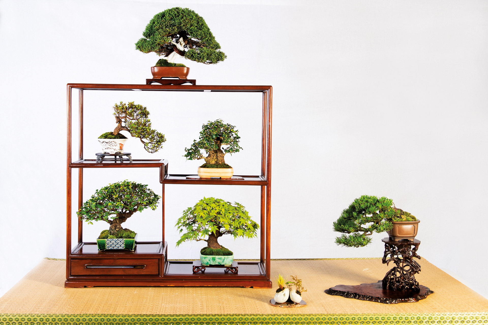 RICCHIARI BONSAI visual data 6