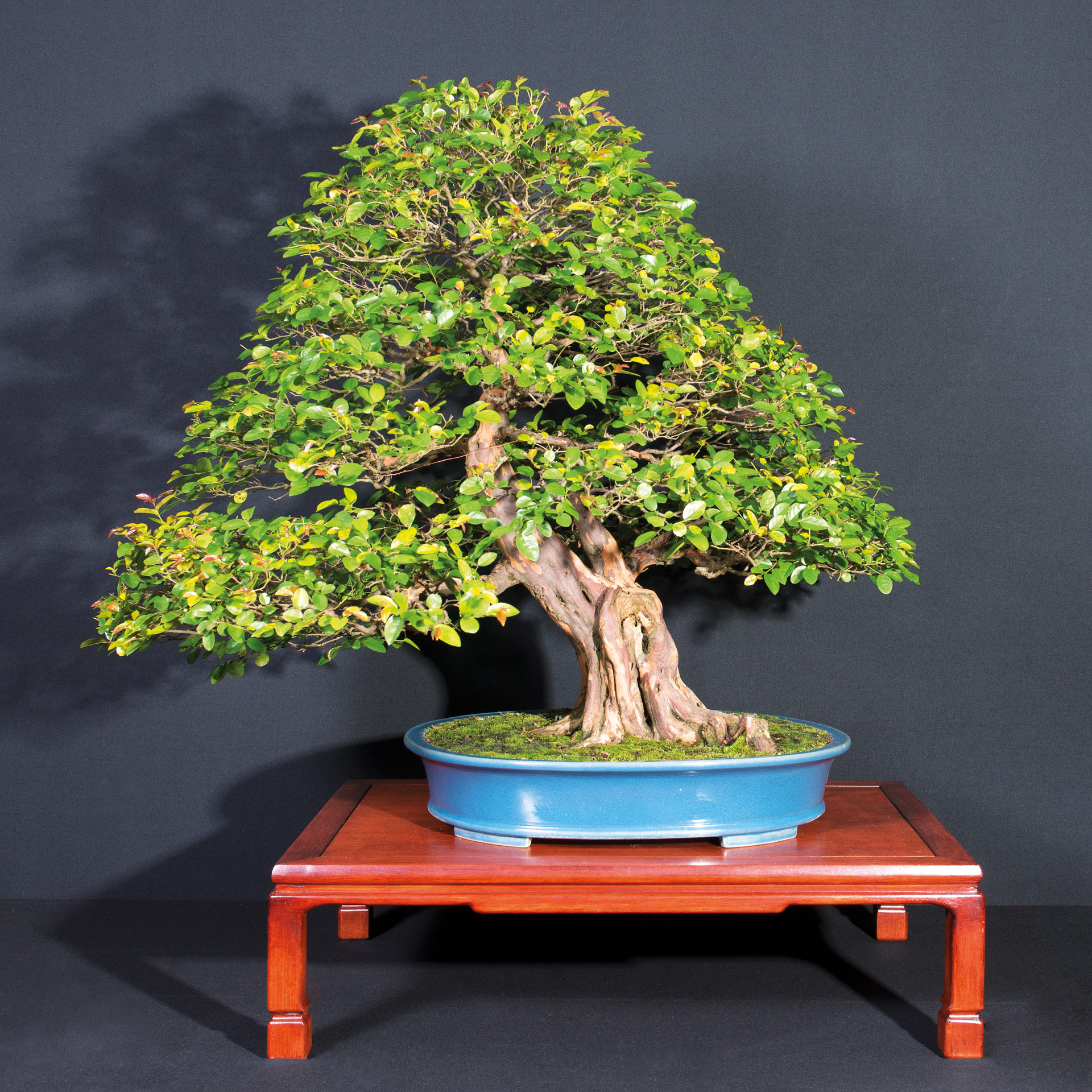 A Bonsai paradise  Bonsai Today