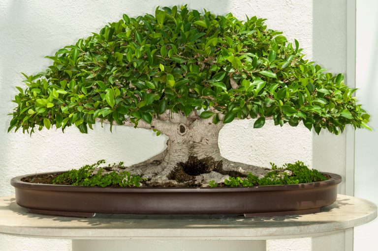 bonsai ficus styles