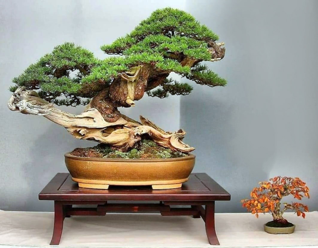 The soul of the mugo  Bonsai Today