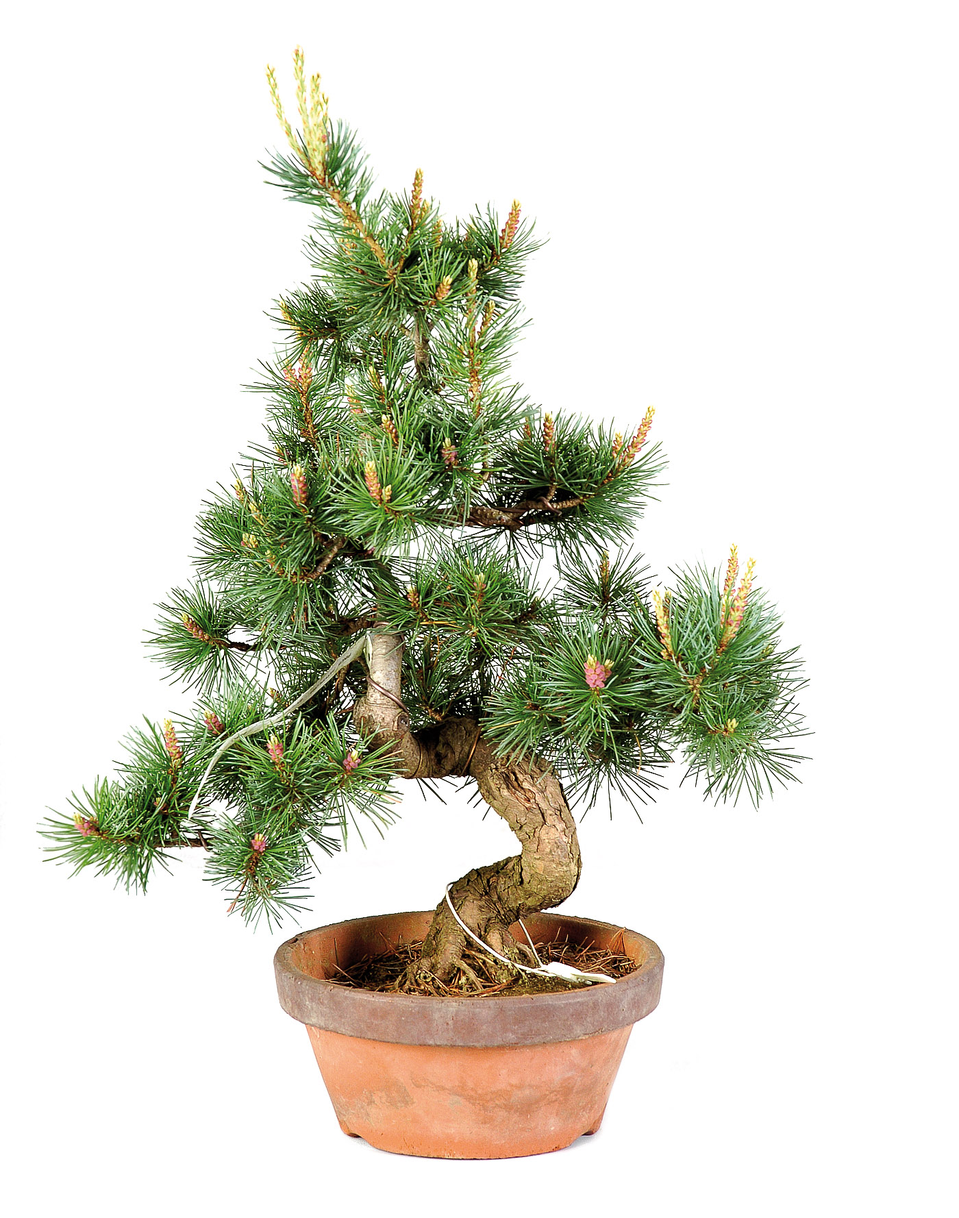 The choice  Bonsai Today