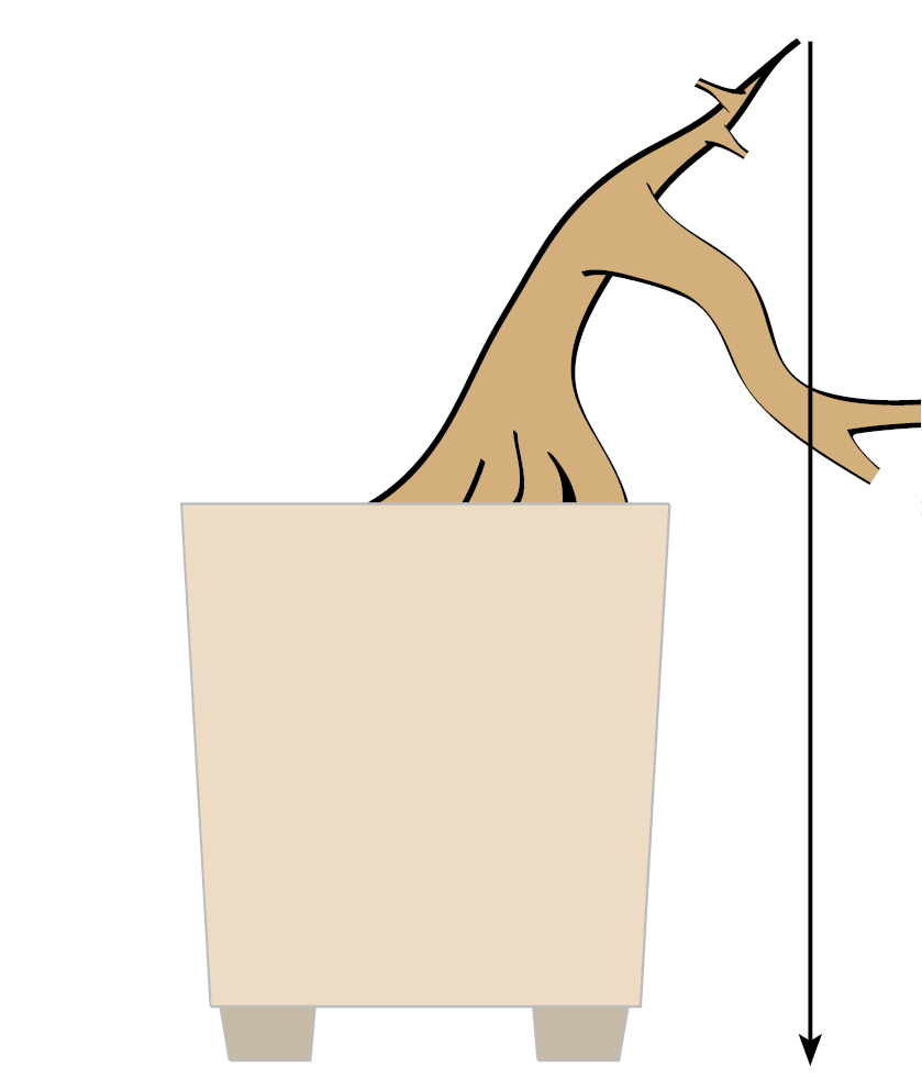Kongai Tree The trunk – Bonsai Today