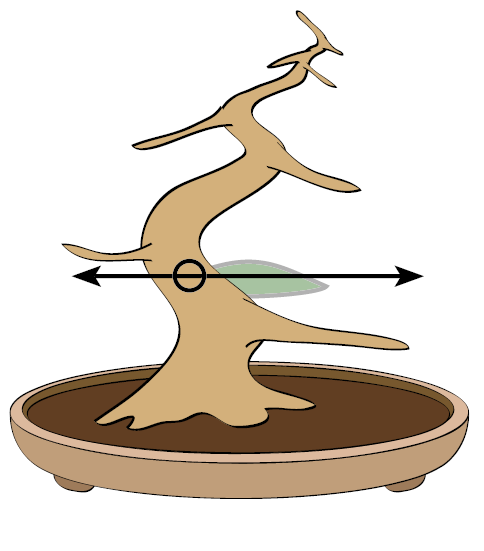 The branches  Bonsai Today