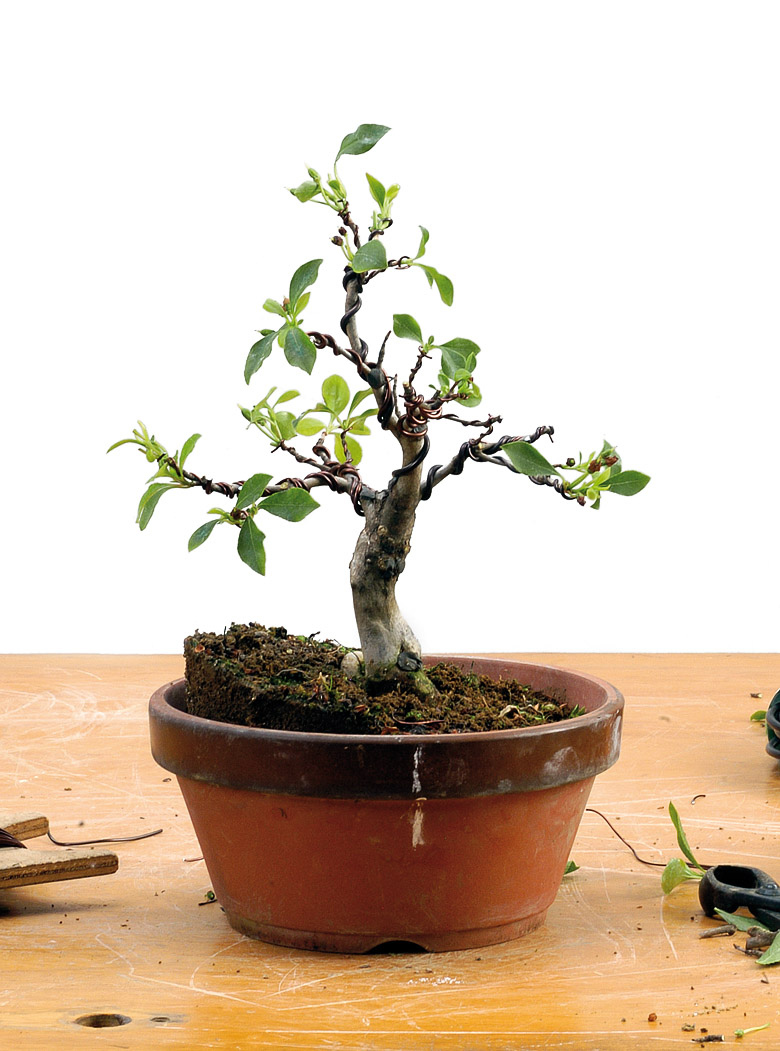 The choice  Bonsai Today