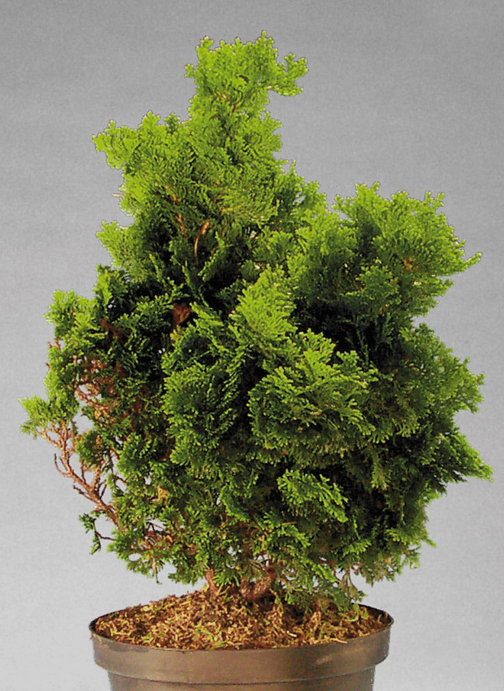 The choice  Bonsai Today