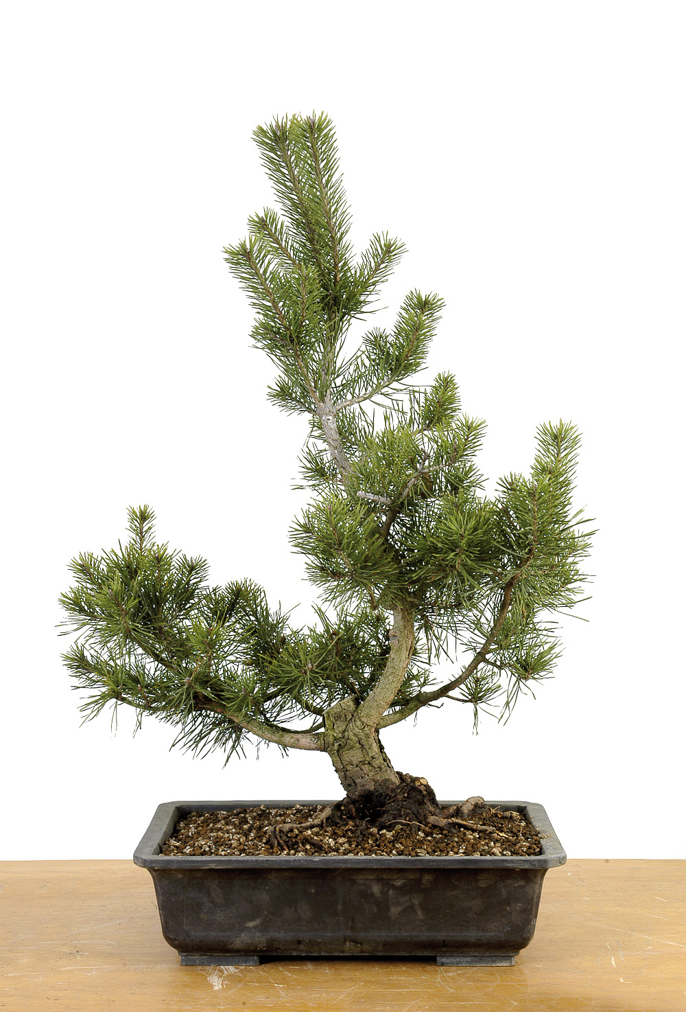 judas tree bonsai Flowering Bonsai Tree Seed Bundle #1