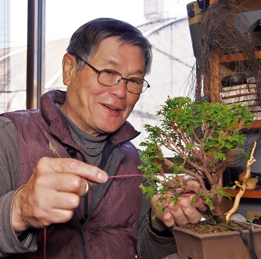 Soft And Delicate Bonsai Today soft-and-delicate-bonsai-today