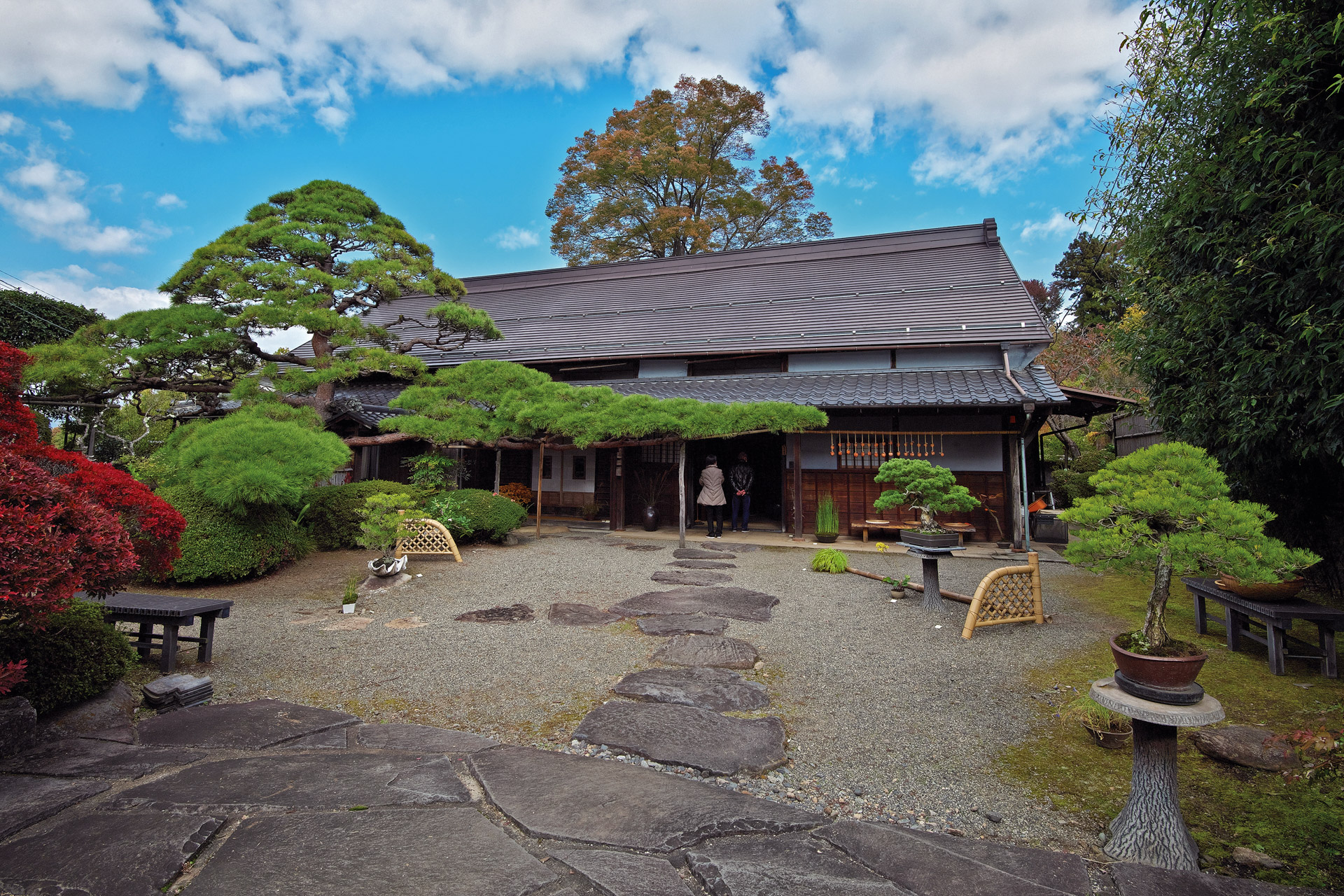 Premium Photo  Harmony of Bonsai in Zen Garden