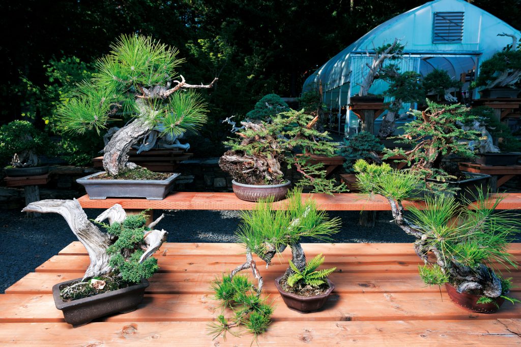 Bonsai Mirai Bonsai Today