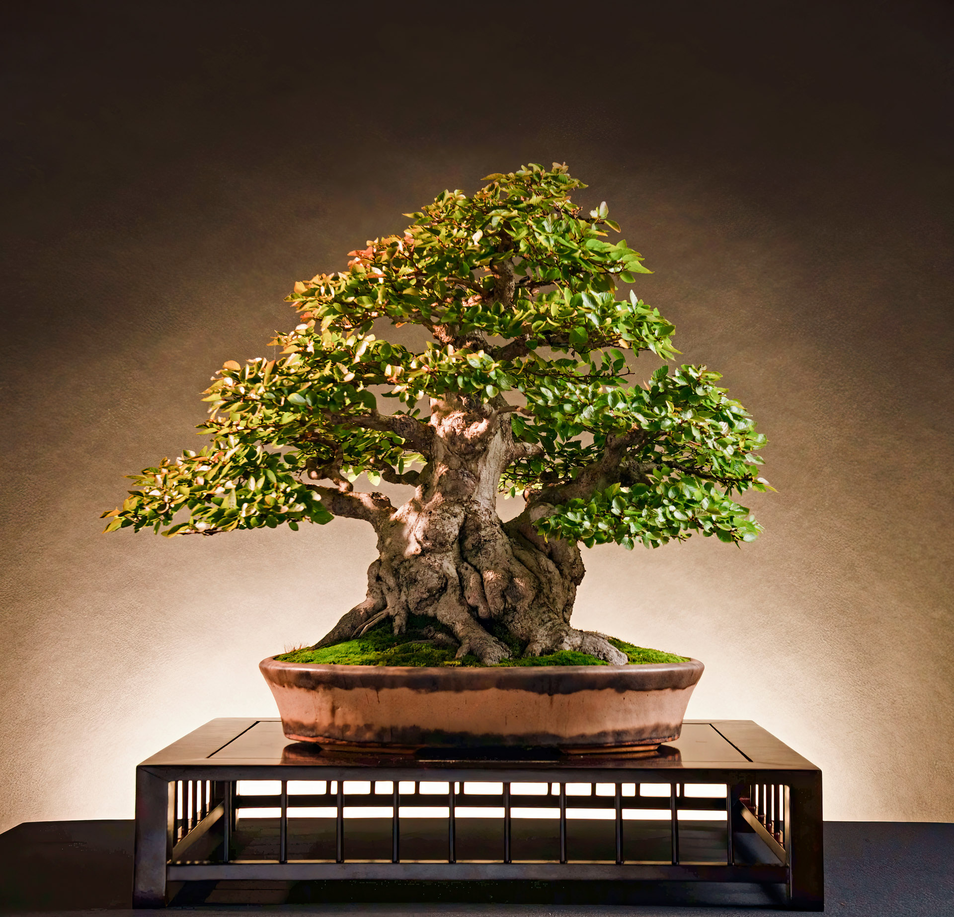 Carpinus coreana  Bonsai Today