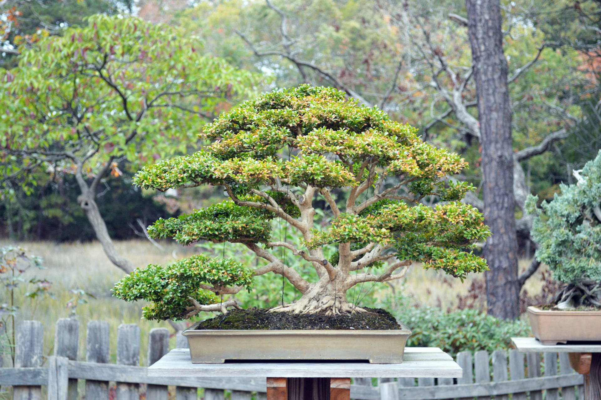 Connected with nature  Bonsai Today