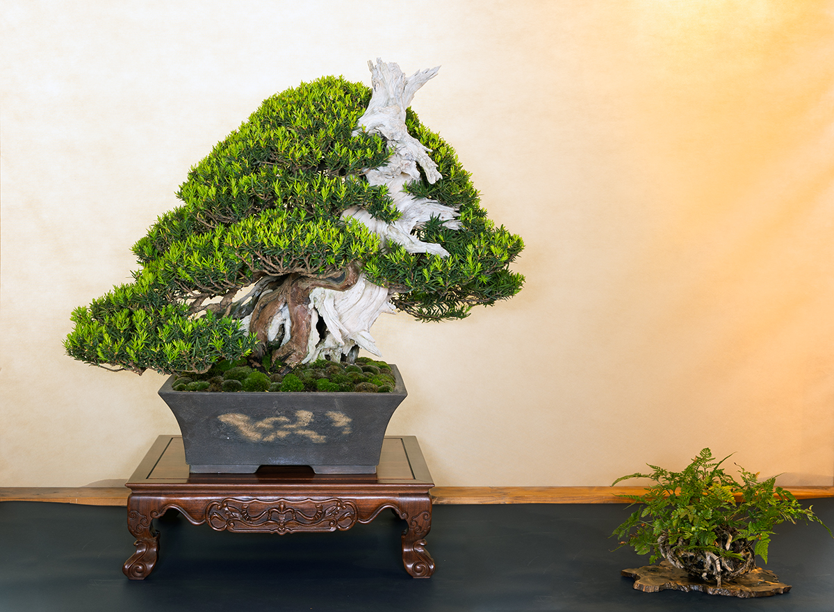 UBI & ARCO Bonsai '24  Bonsai Today