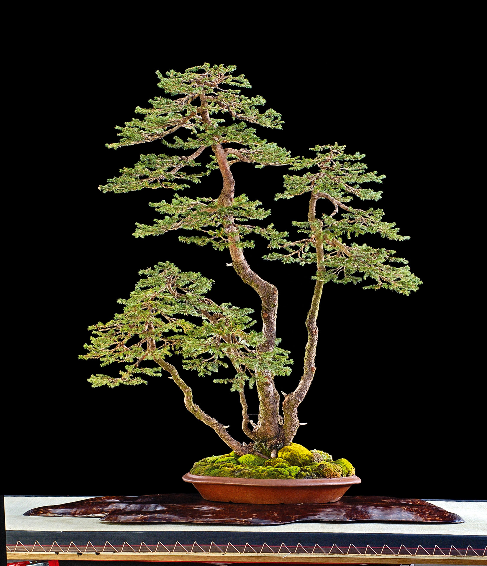 Picea abies abonsai