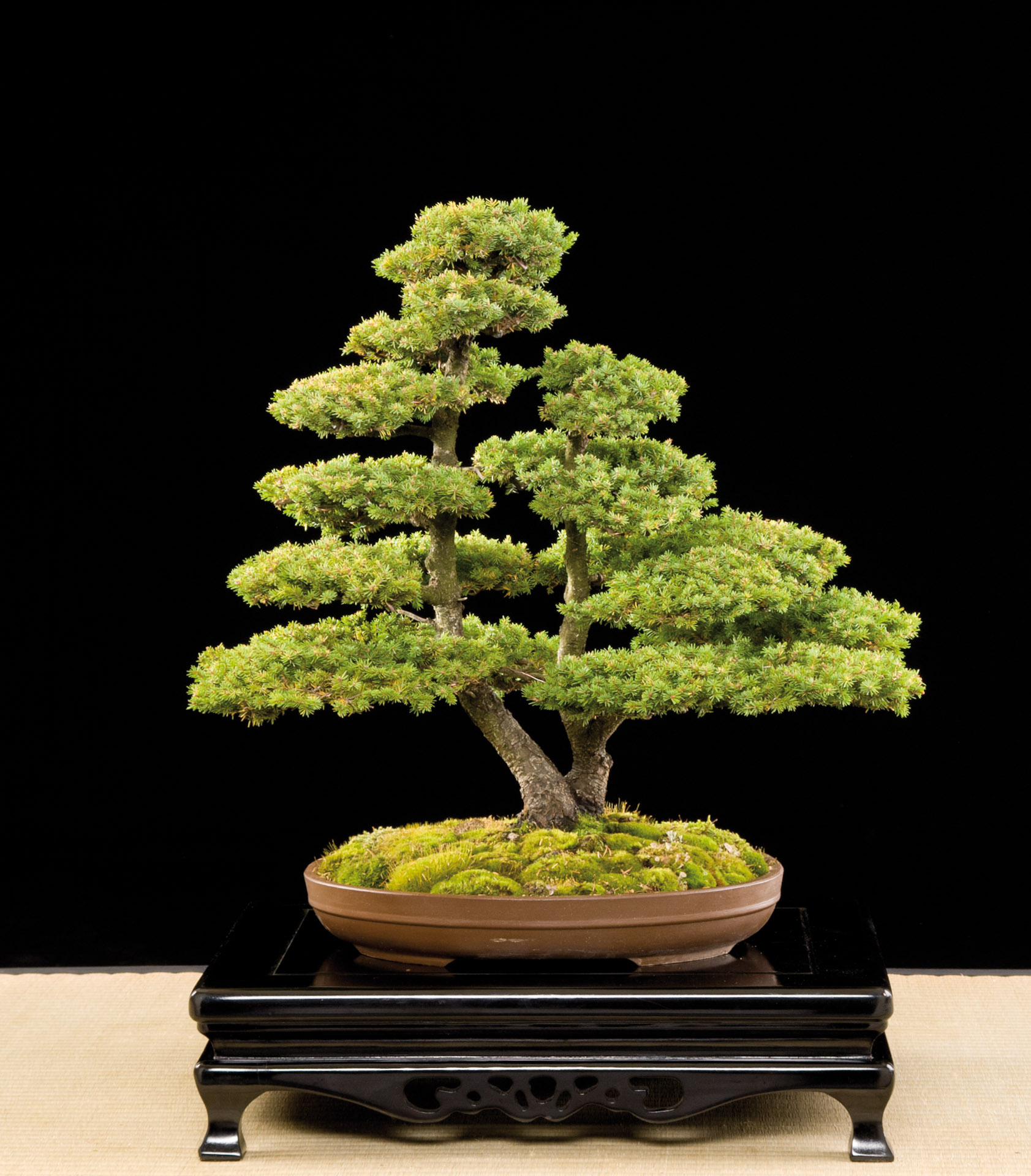 Picea  Bonsai Today