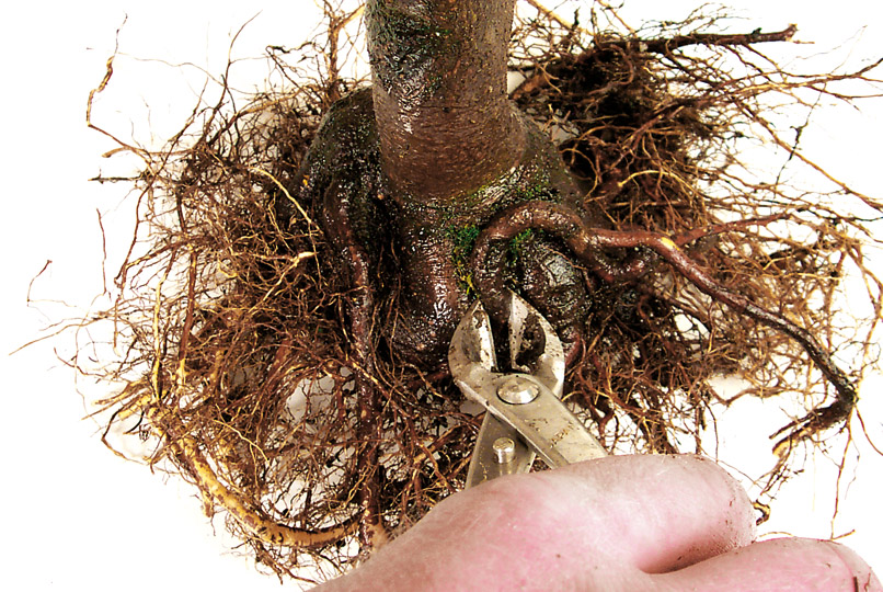 korean fir bonsai Cis Korean Fir