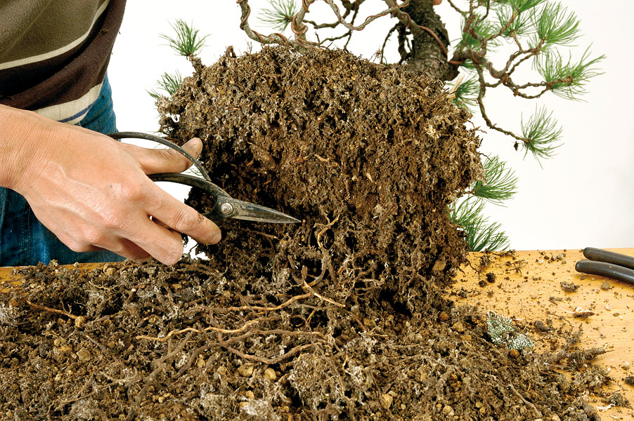 Repotting  Bonsai Today