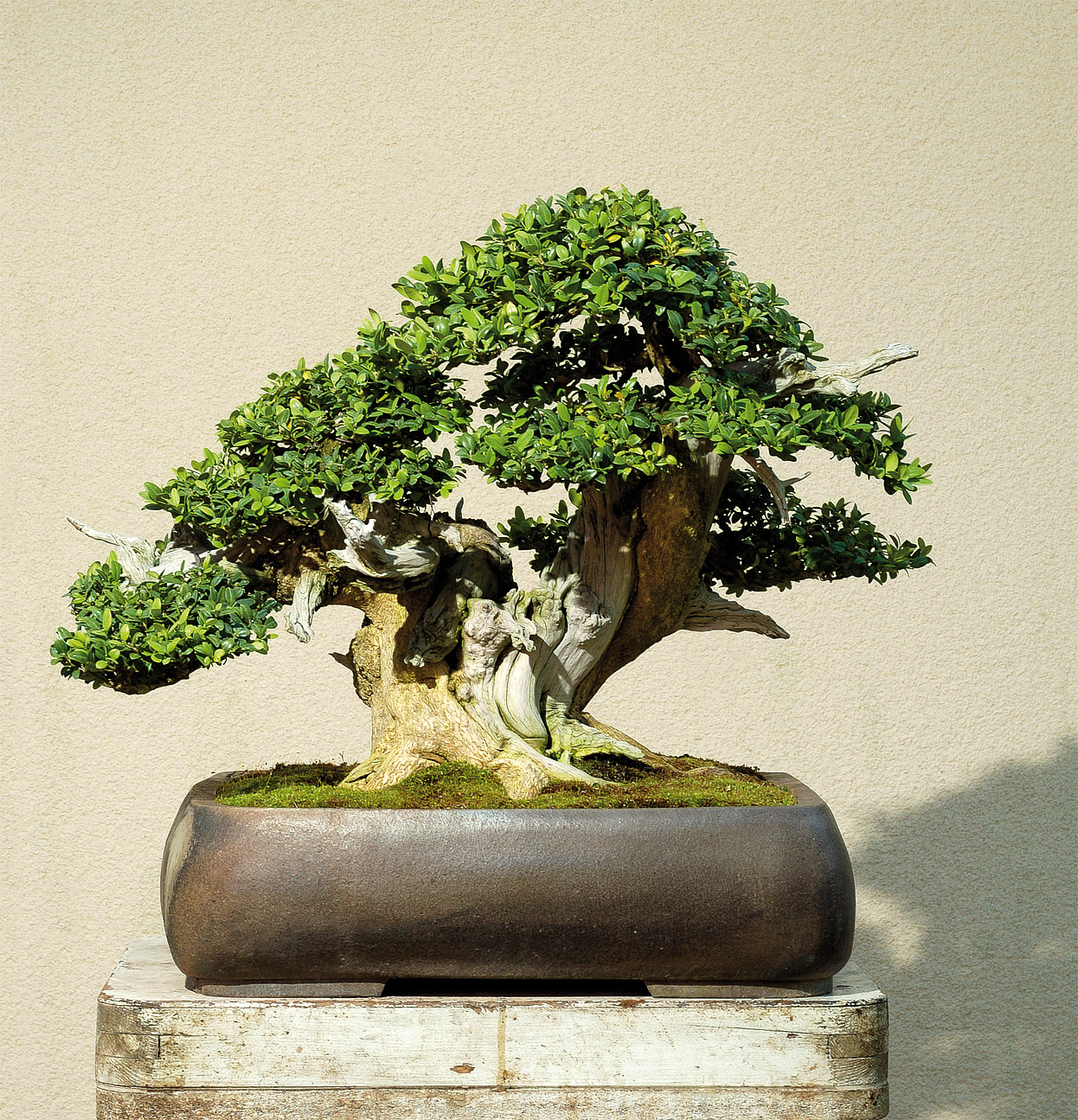 The aesthetics  Bonsai Today