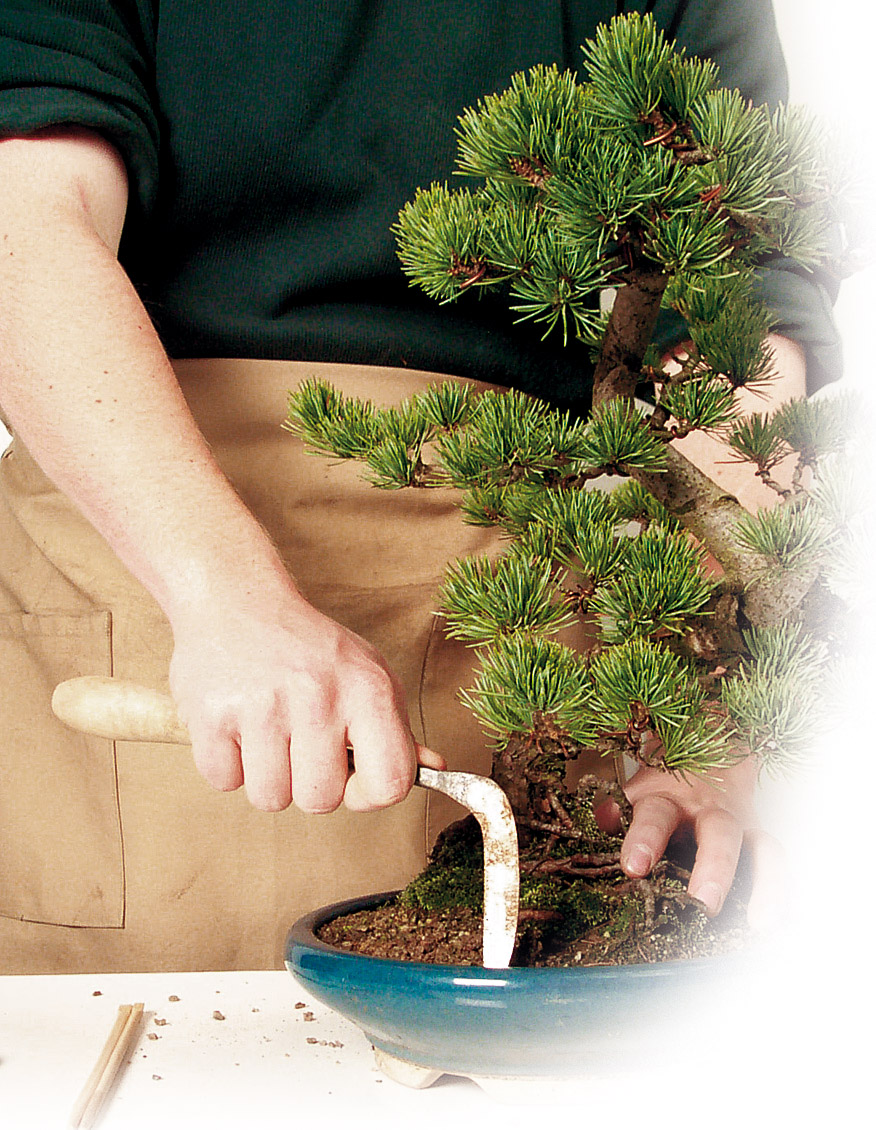 Repotting  Bonsai Today