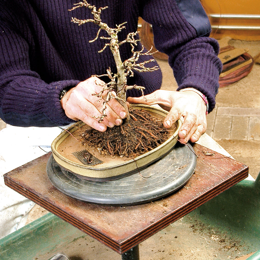 Repotting  Bonsai Today