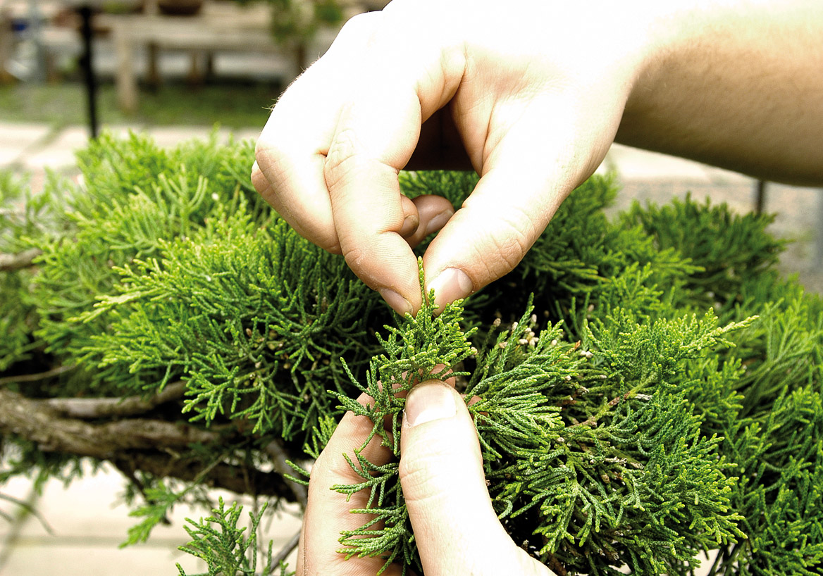 Pinching – Bonsai Today