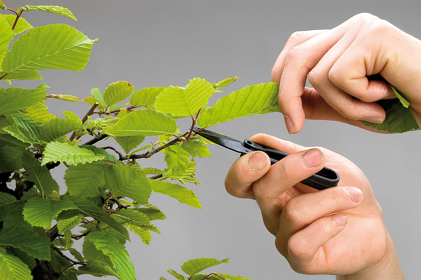 Pruning  Bonsai Today