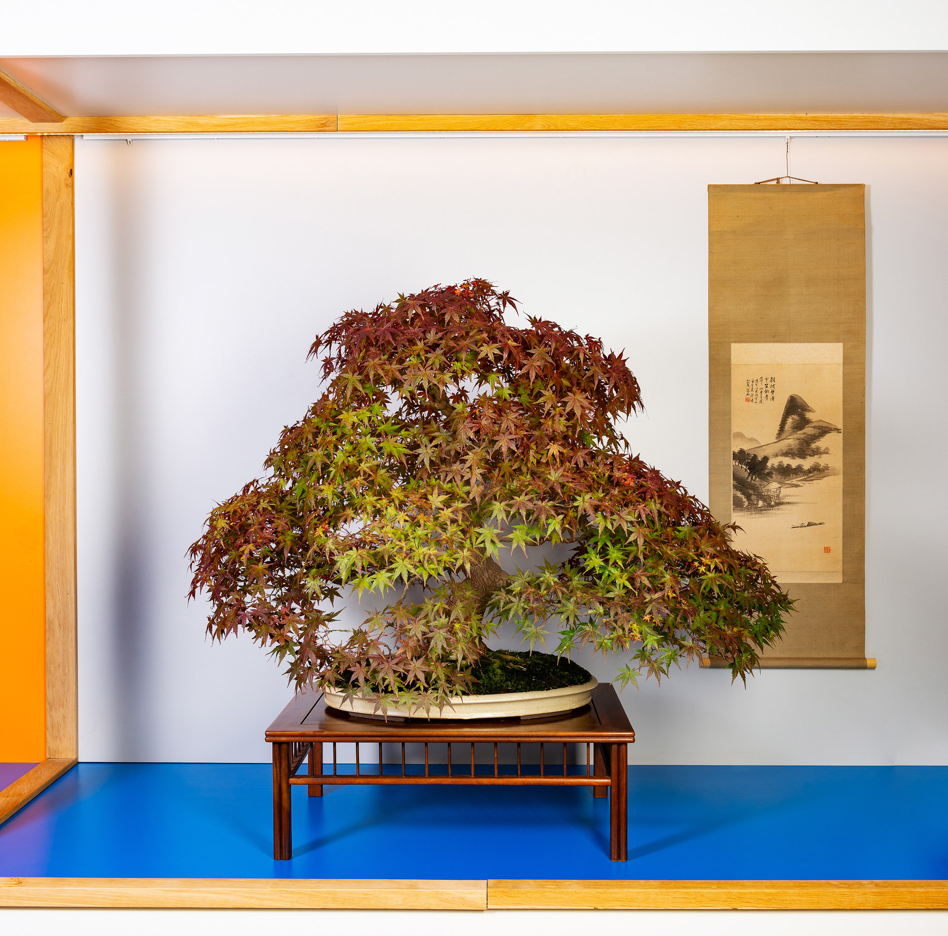 bonsai instructions Balanced Bonsai
