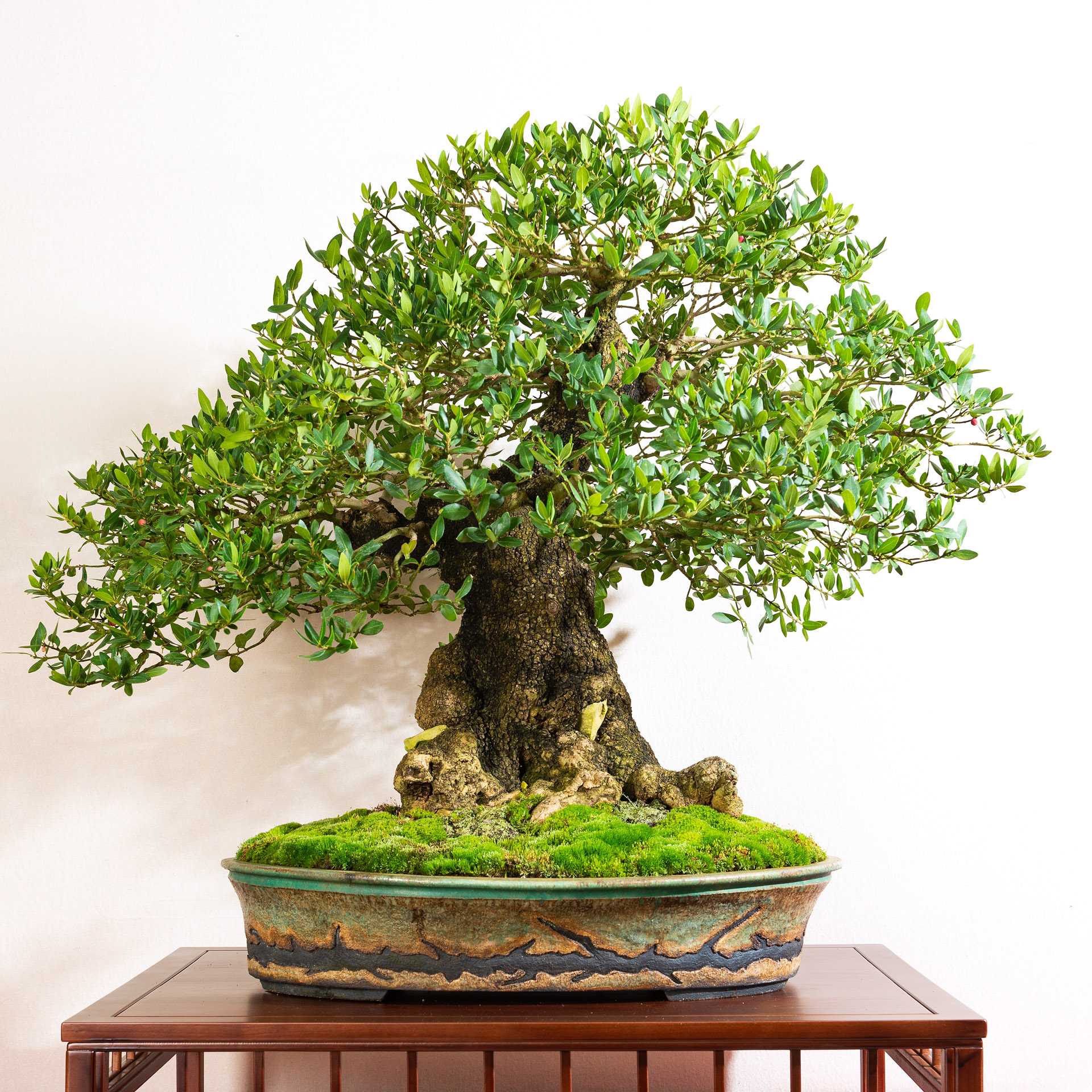Ginkgo Kei Bonsai Kai 2021  Bonsai Today