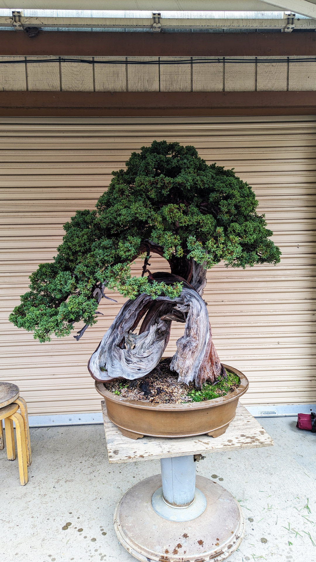 The bonsai 'hacker' – Bonsai Today