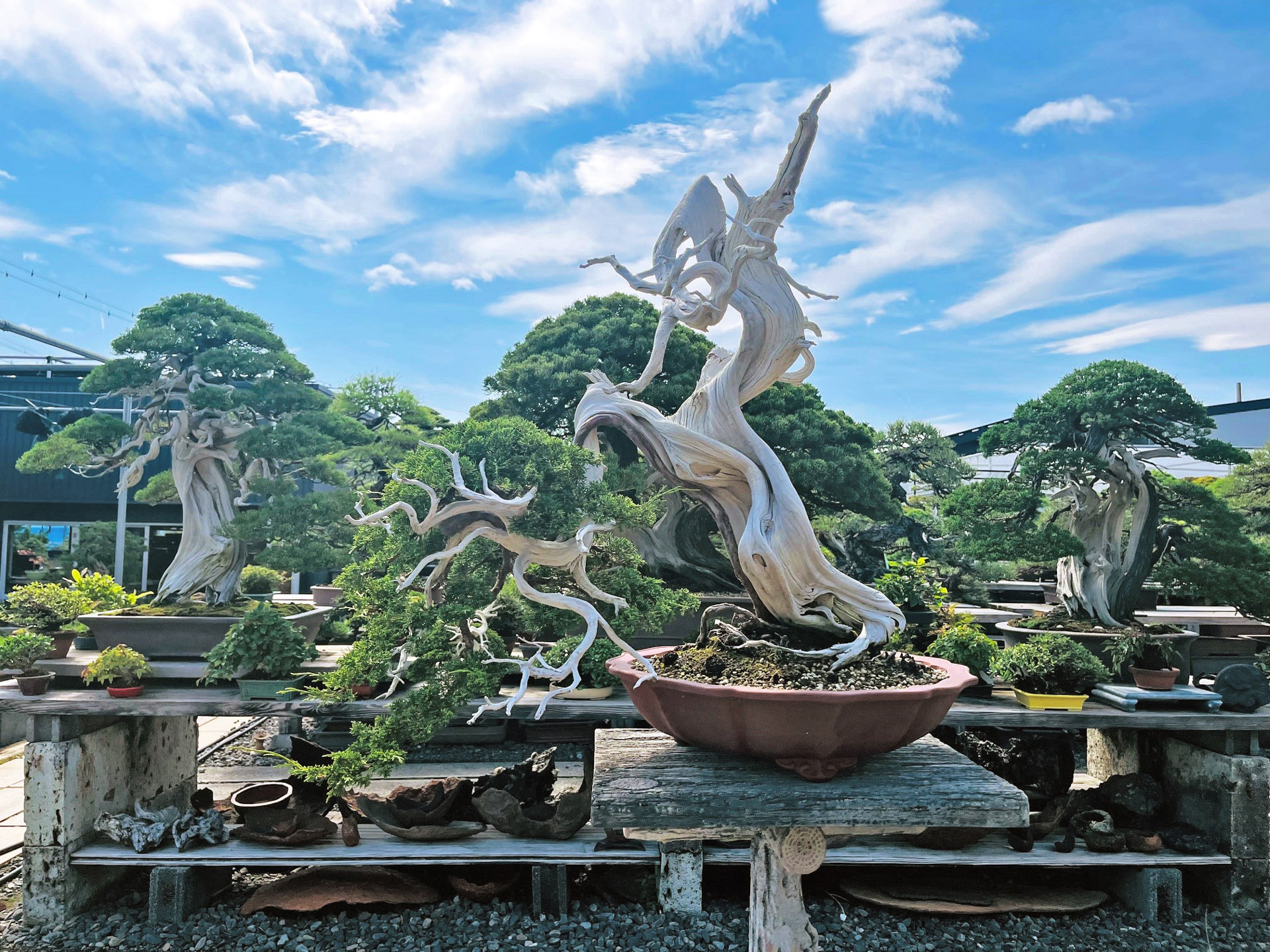 Taiga Urushibata – Bonsai Today Taiga Urushibata – Bonsai Today