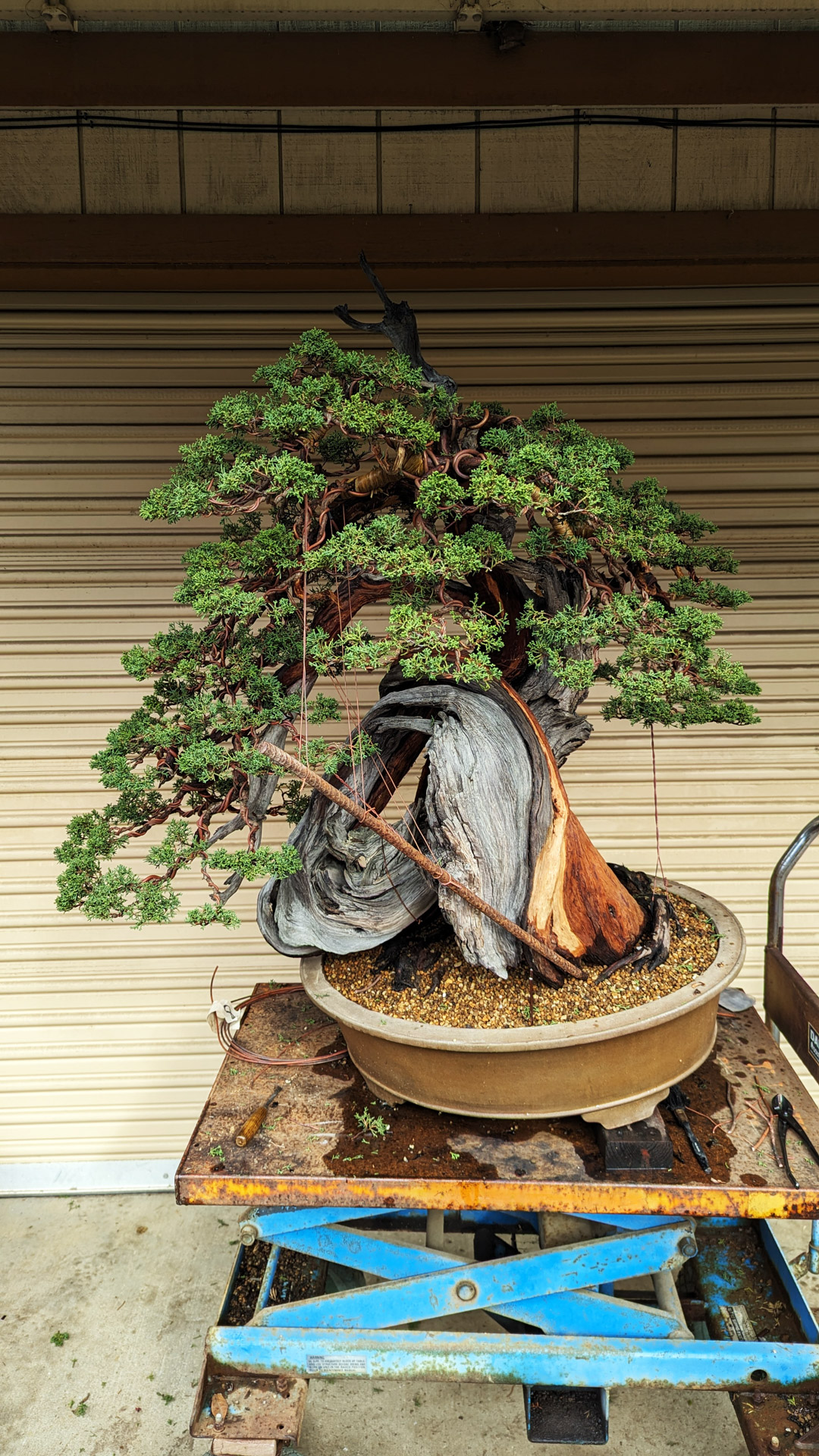 The bonsai 'hacker'  Bonsai Today