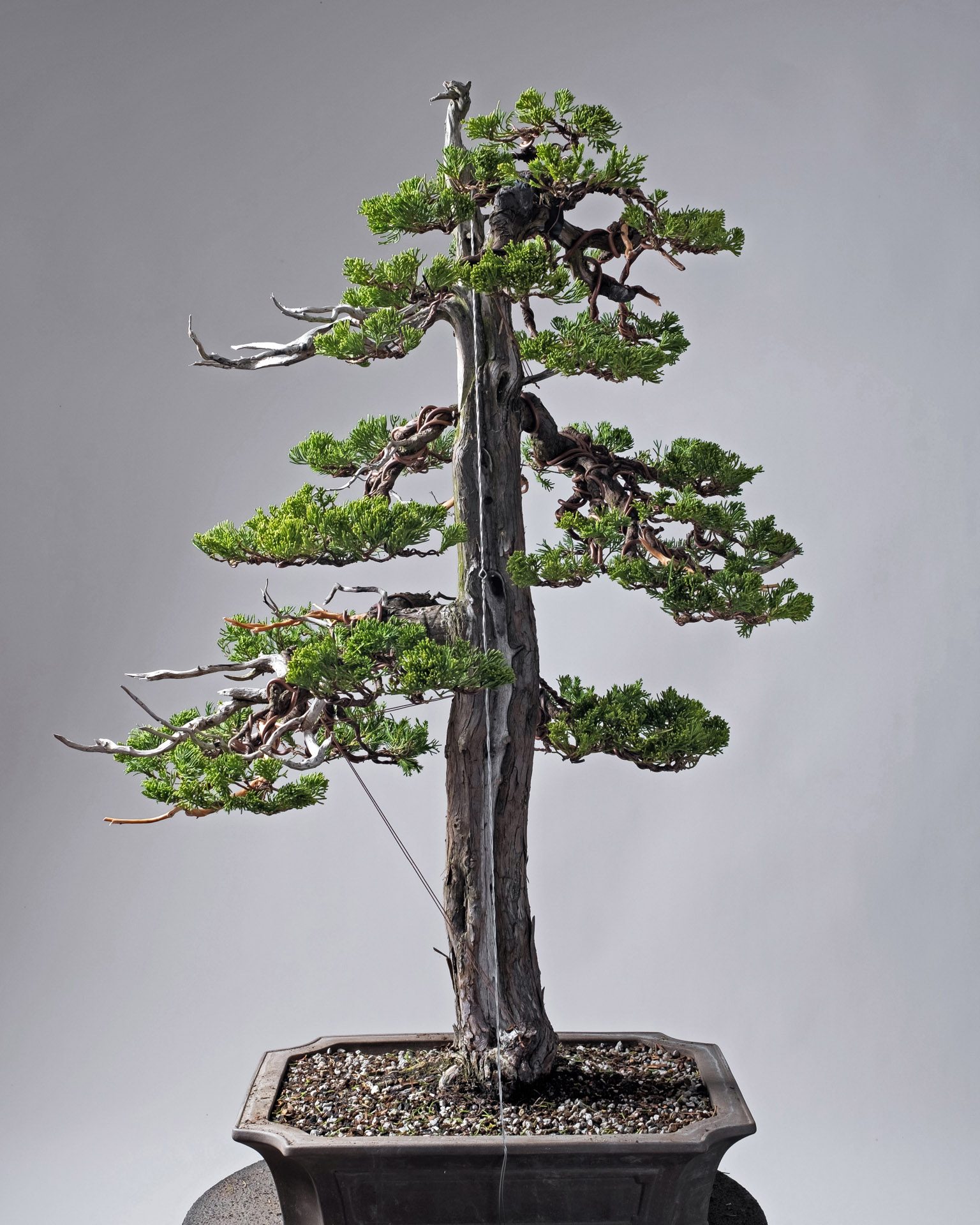 The bonsai 'hacker'  Bonsai Today