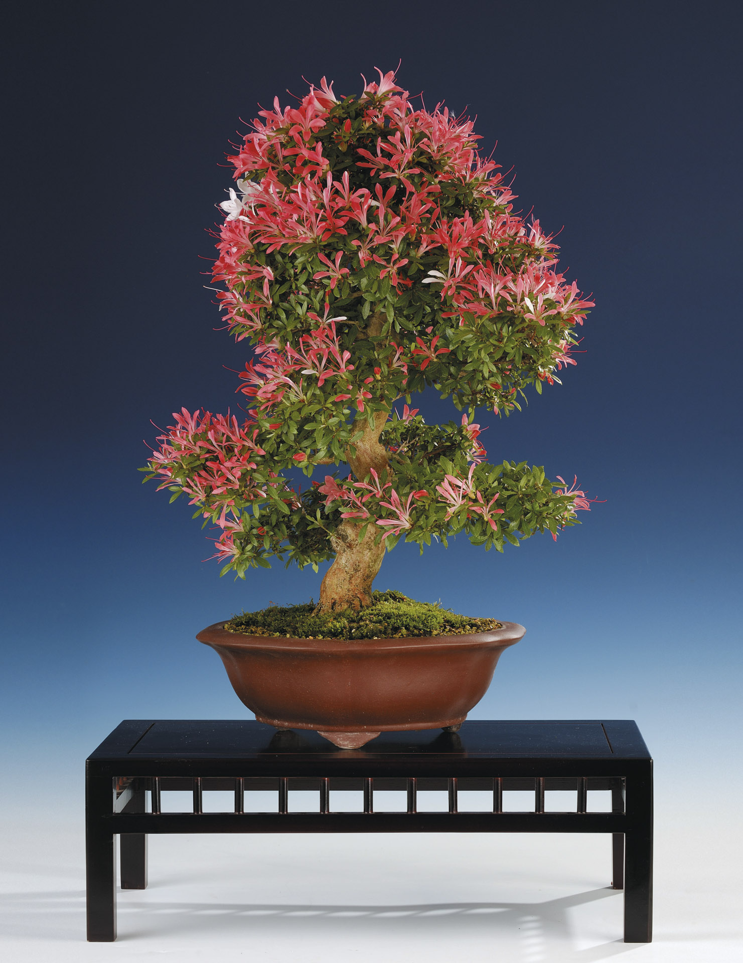 Varieties – Bonsai Today