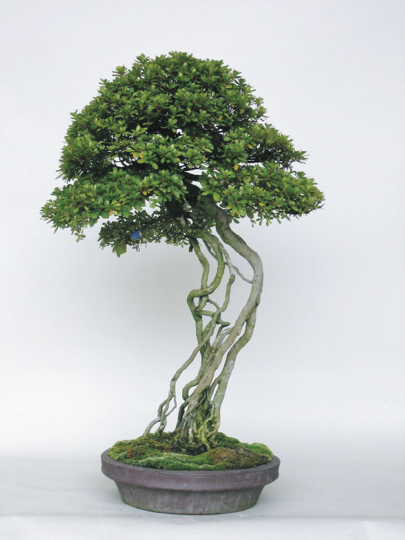 Styles – Bonsai Today