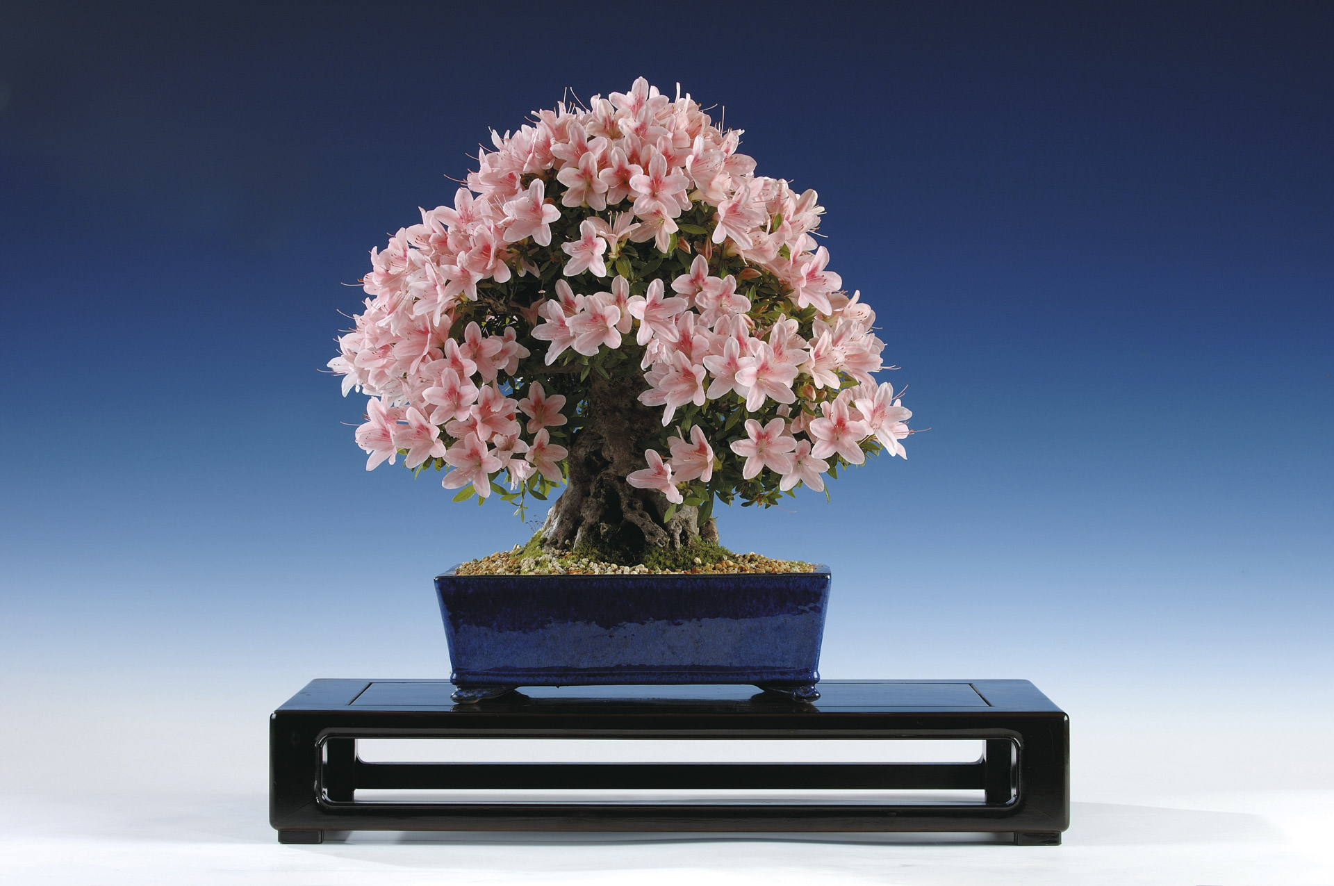 全国皐月花季大陳列展 写真帖 '76年回〜　12冊セット BONSAI Styles – Bonsai Today