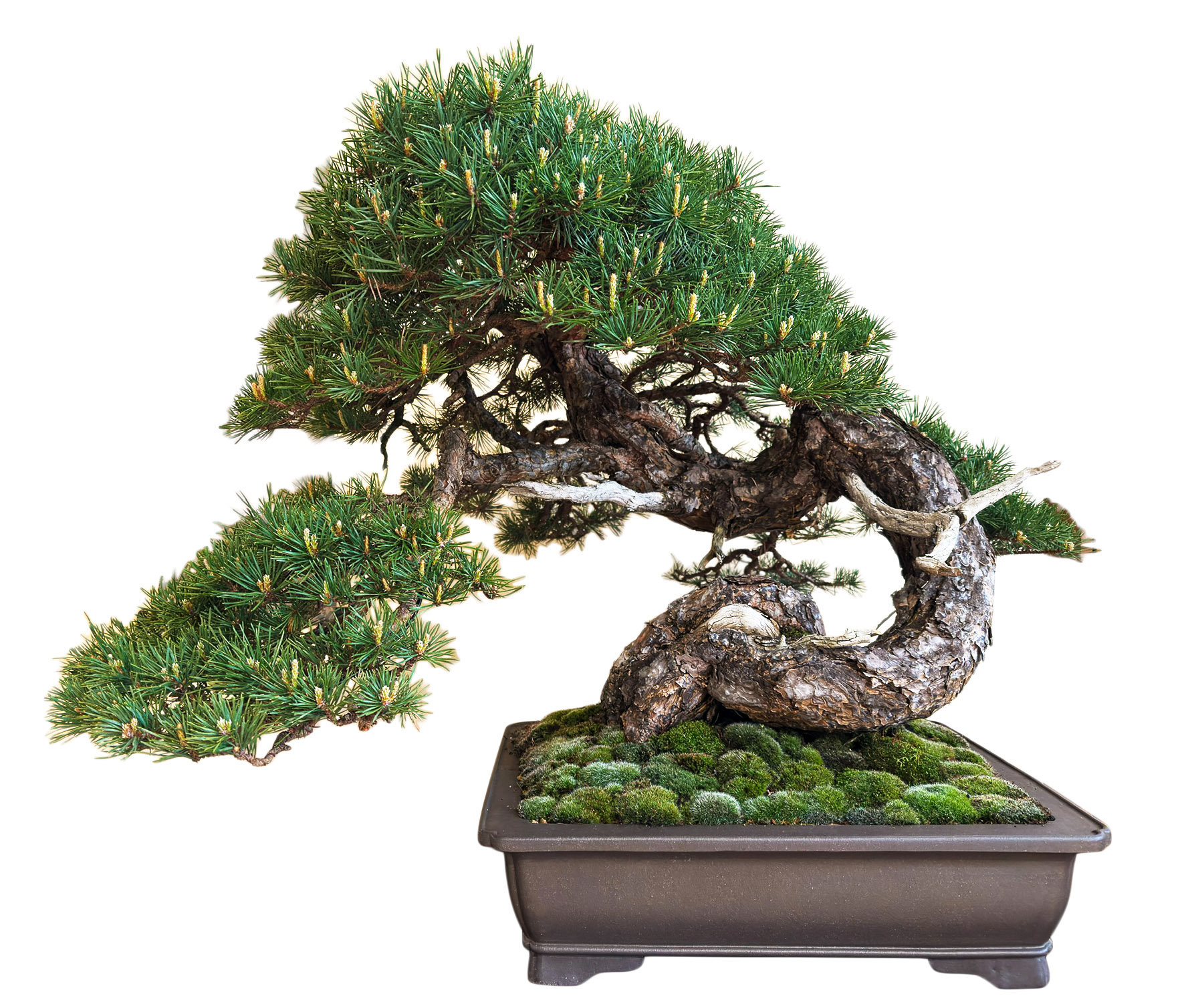 Arco Bonsai 2025  Bonsai Today
