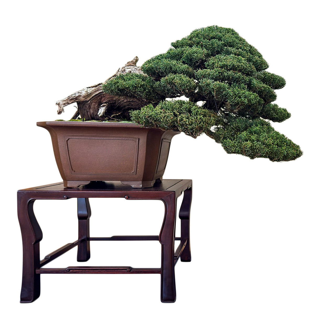 Arco Bonsai 2025  Bonsai Today
