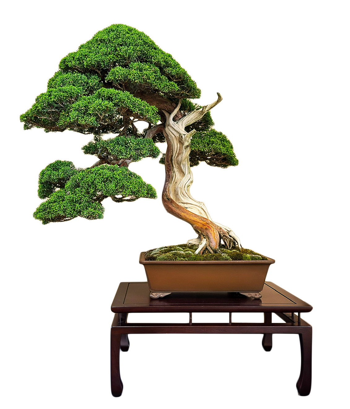 Arco Bonsai 2025  Bonsai Today