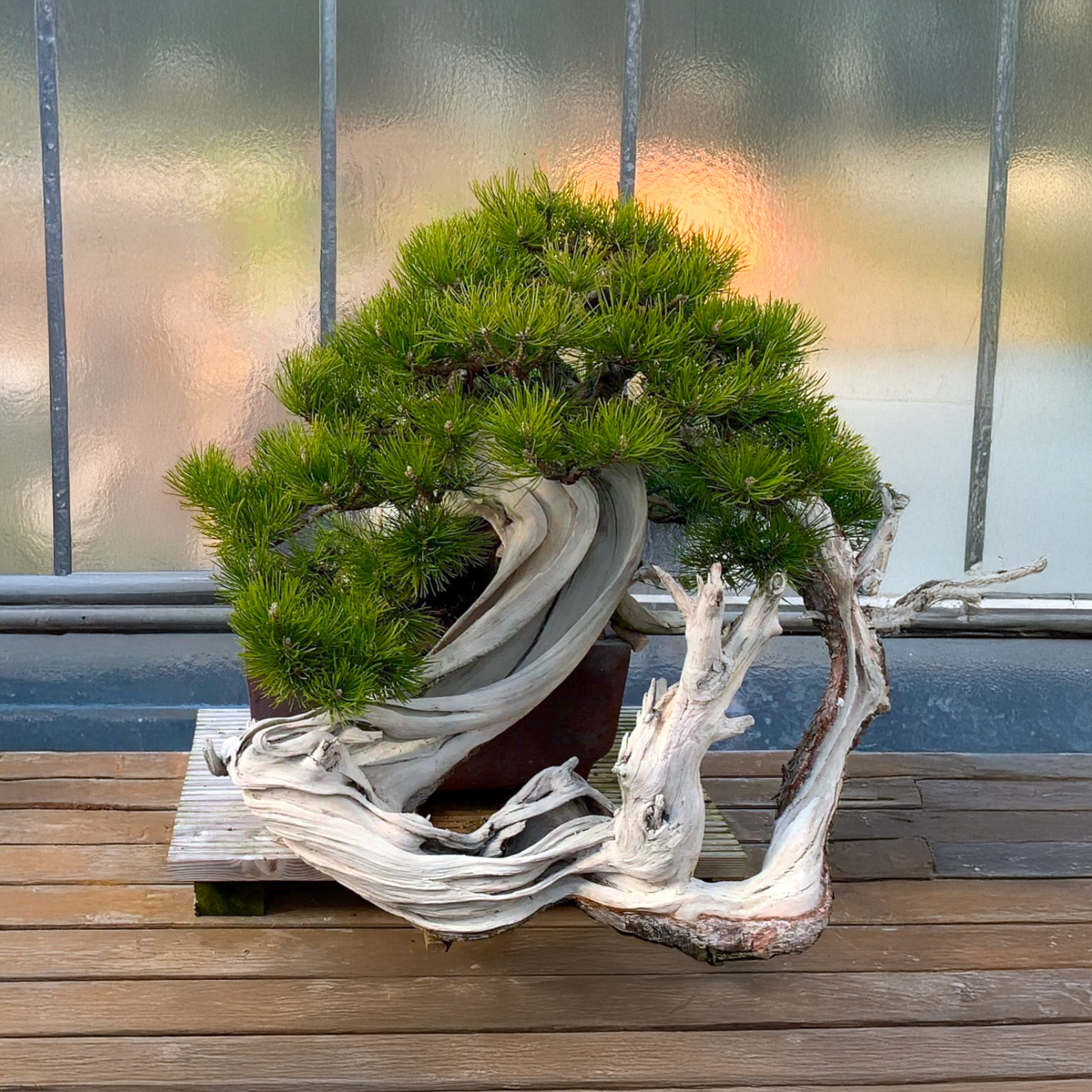 weeping fig bonsai Weeping Fig Bonsai Tree