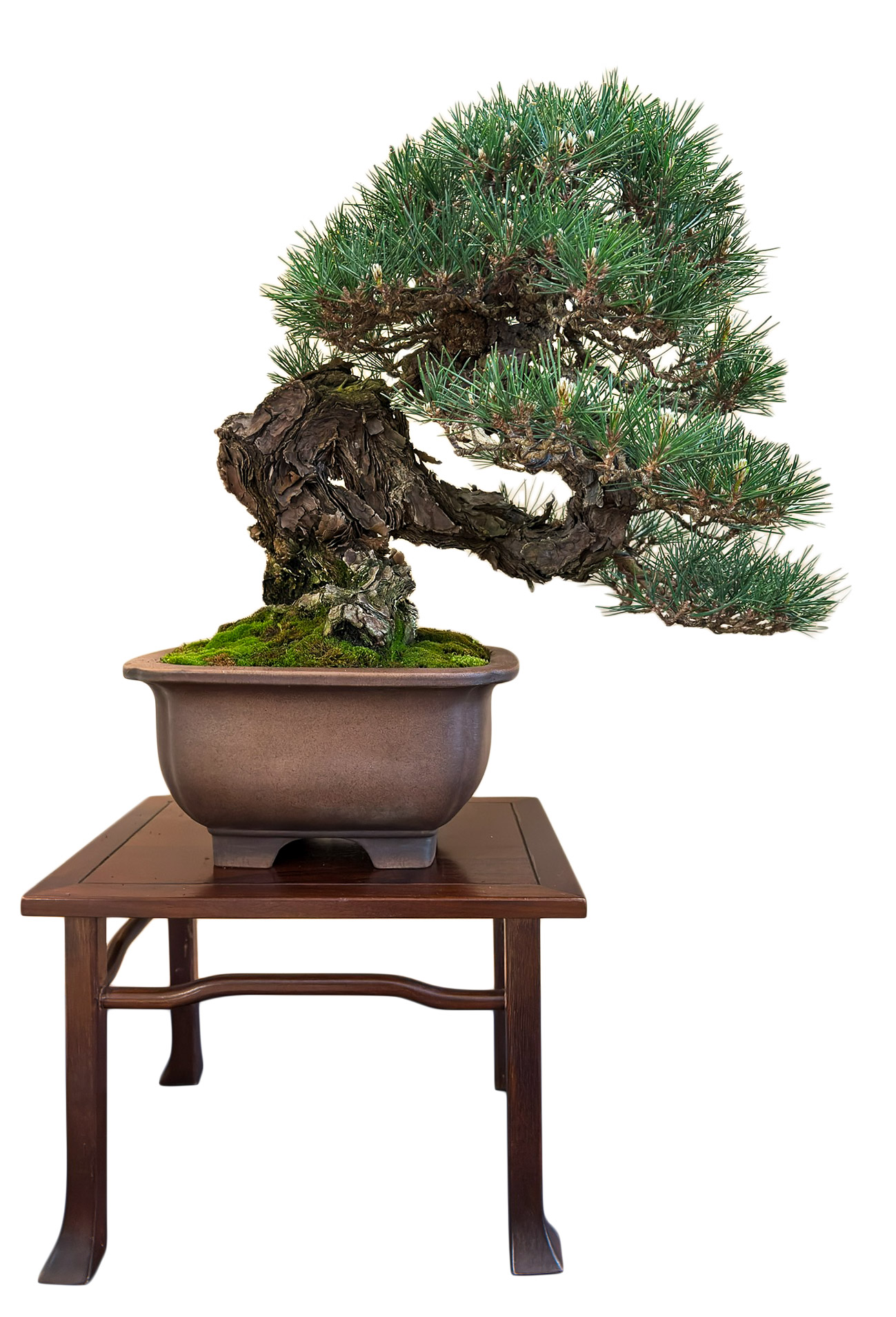 Arco Bonsai 2025  Bonsai Today