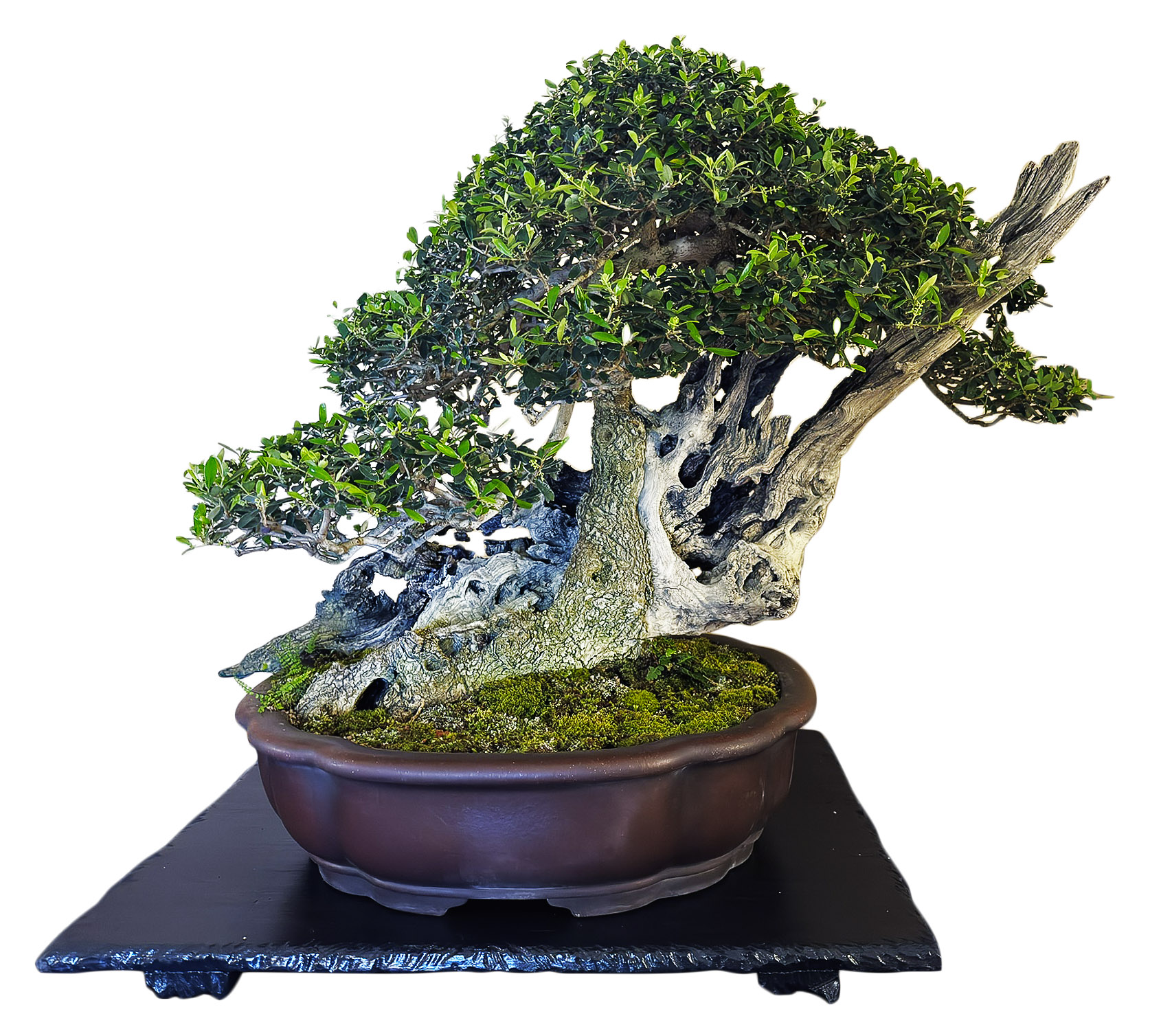 Arco Bonsai 2025  Bonsai Today