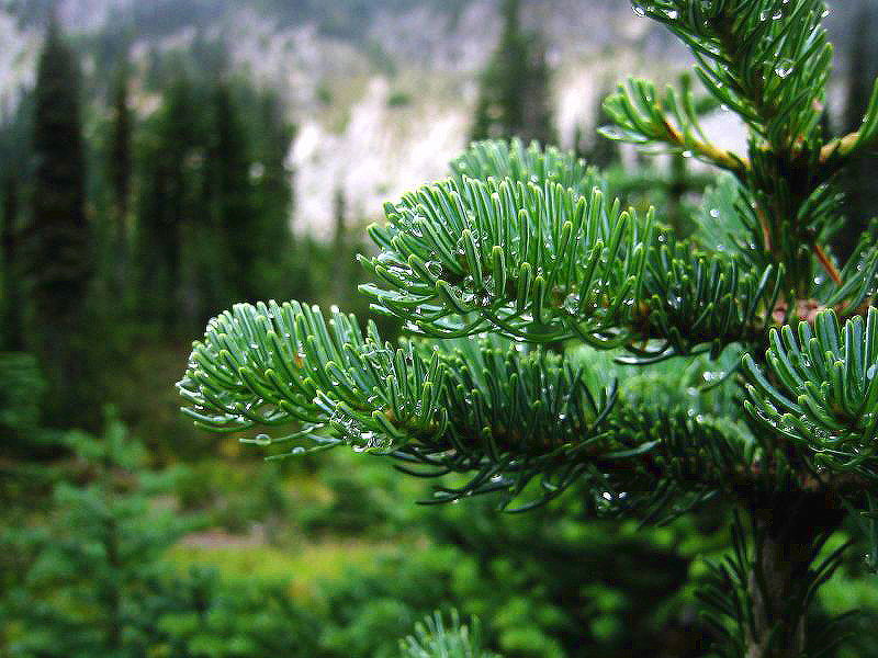 Abies lasiocarpa – Bonsai Today