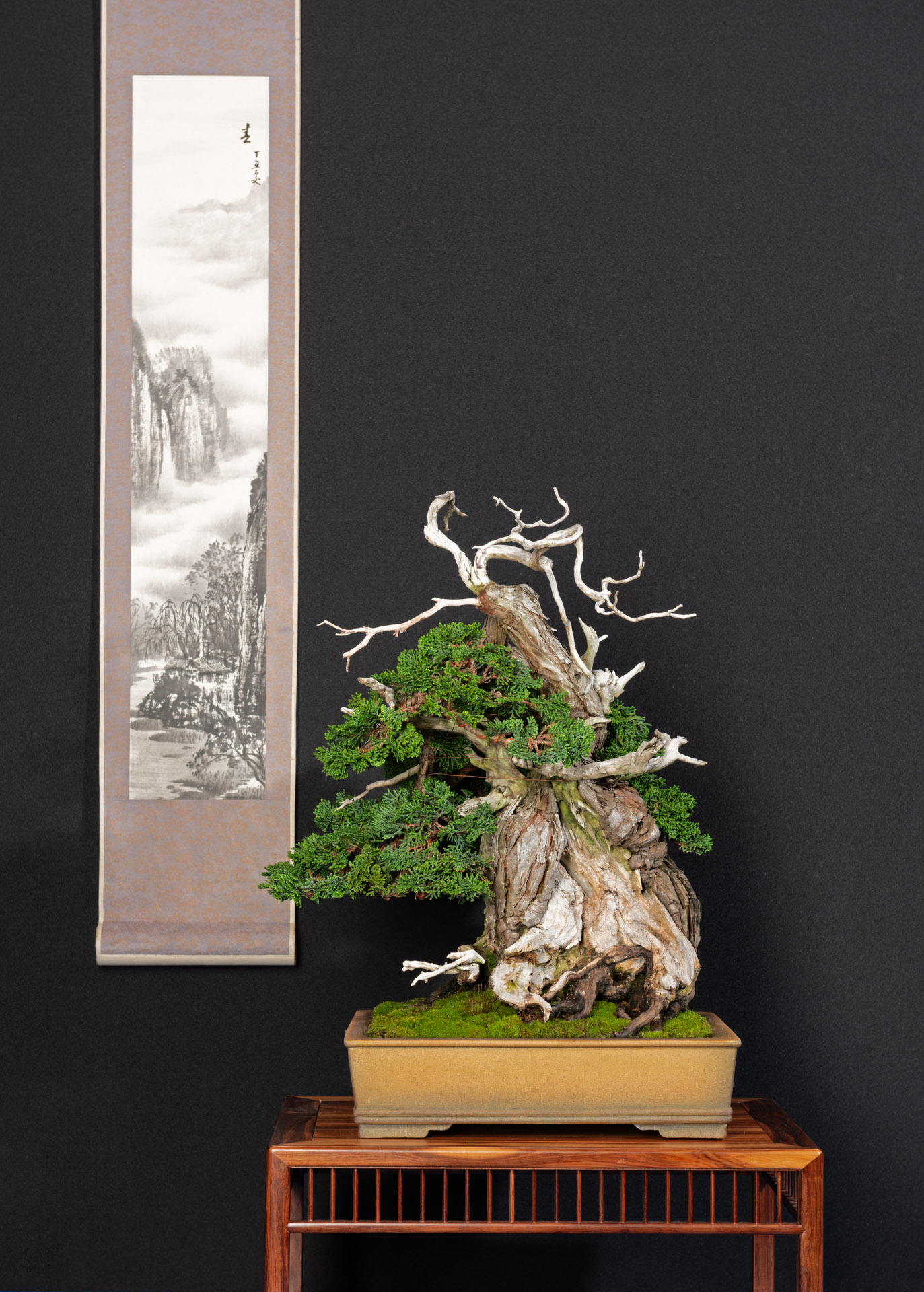lebanese cedar bonsai 'Virgil' the Eastern Red Cedar