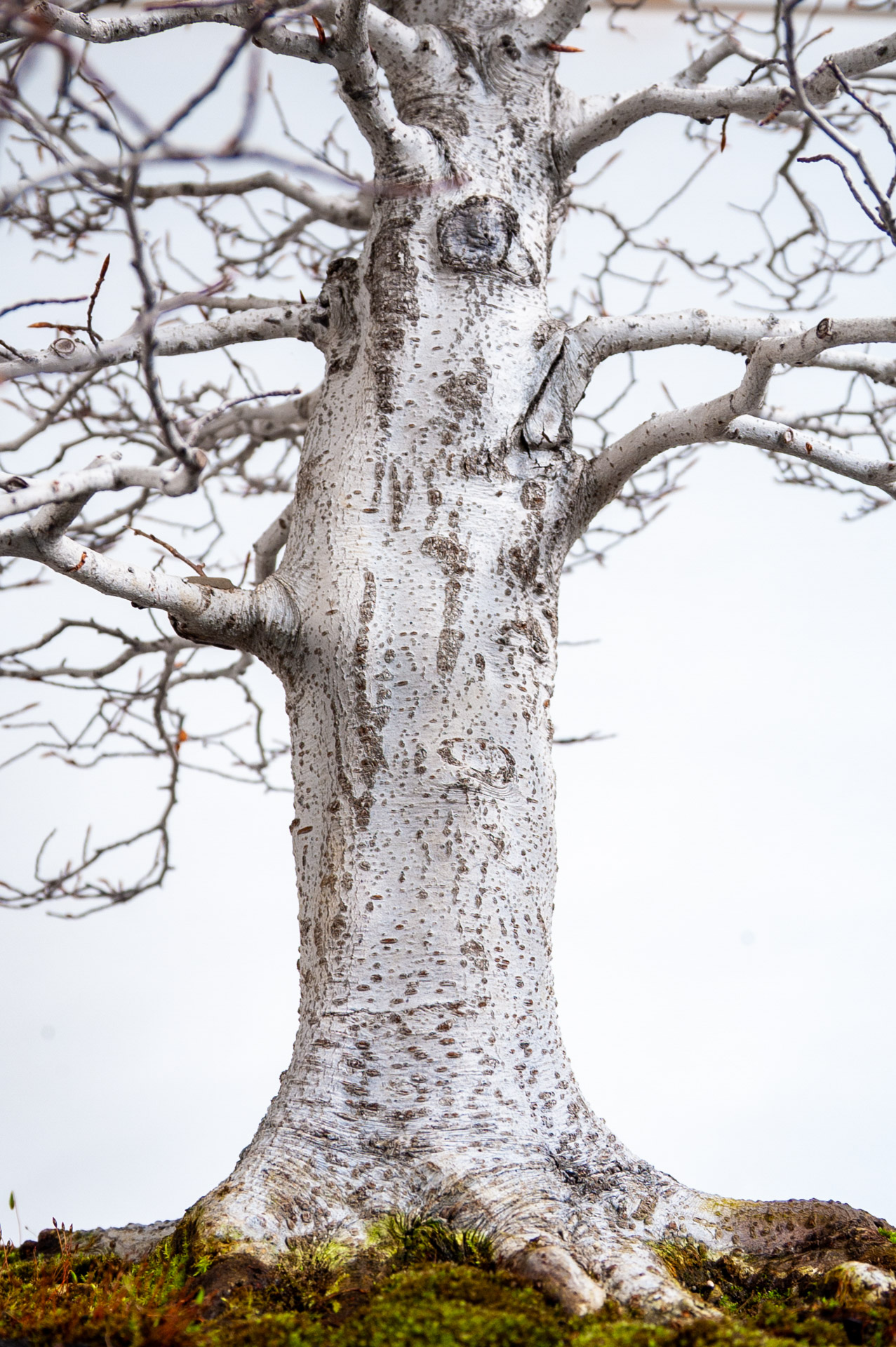 Fagus  Bonsai Today