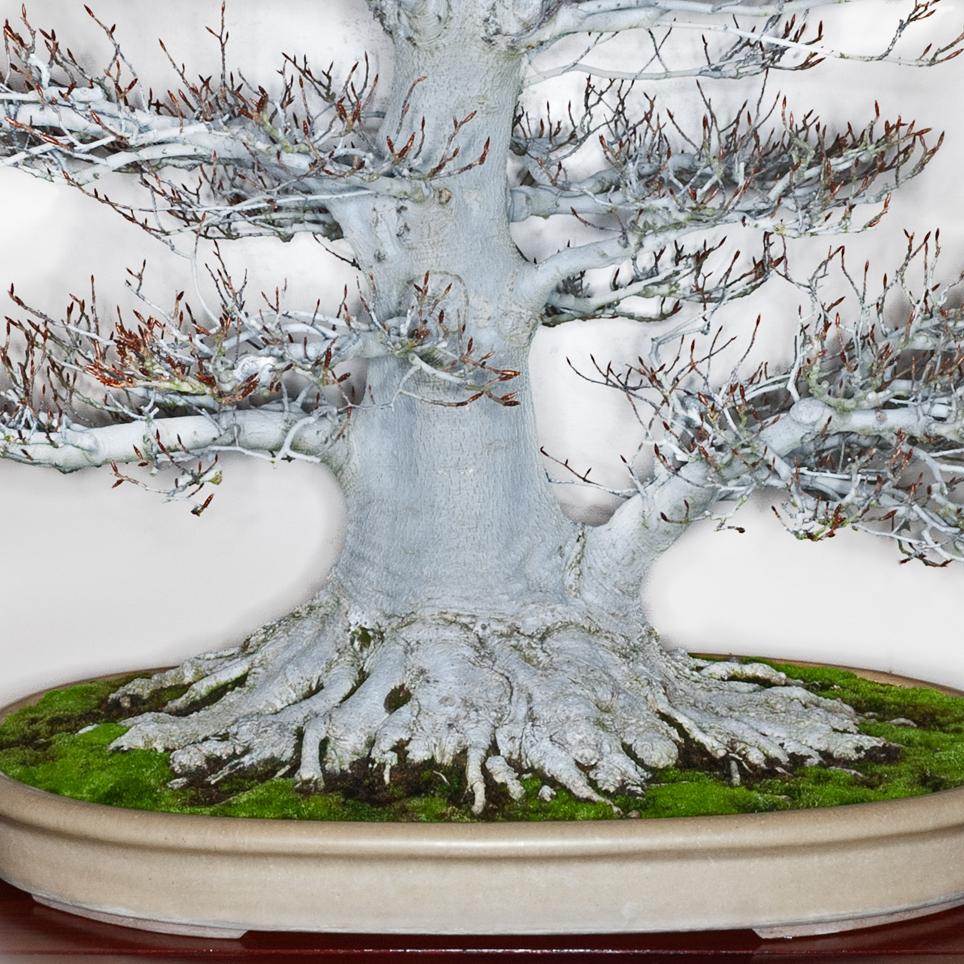 bonsai erable japonais Bonsaï Acer Palmatum Deshojo 12 Ans Collection Premium 29x30x43 cm — i  Giardini di Giulia