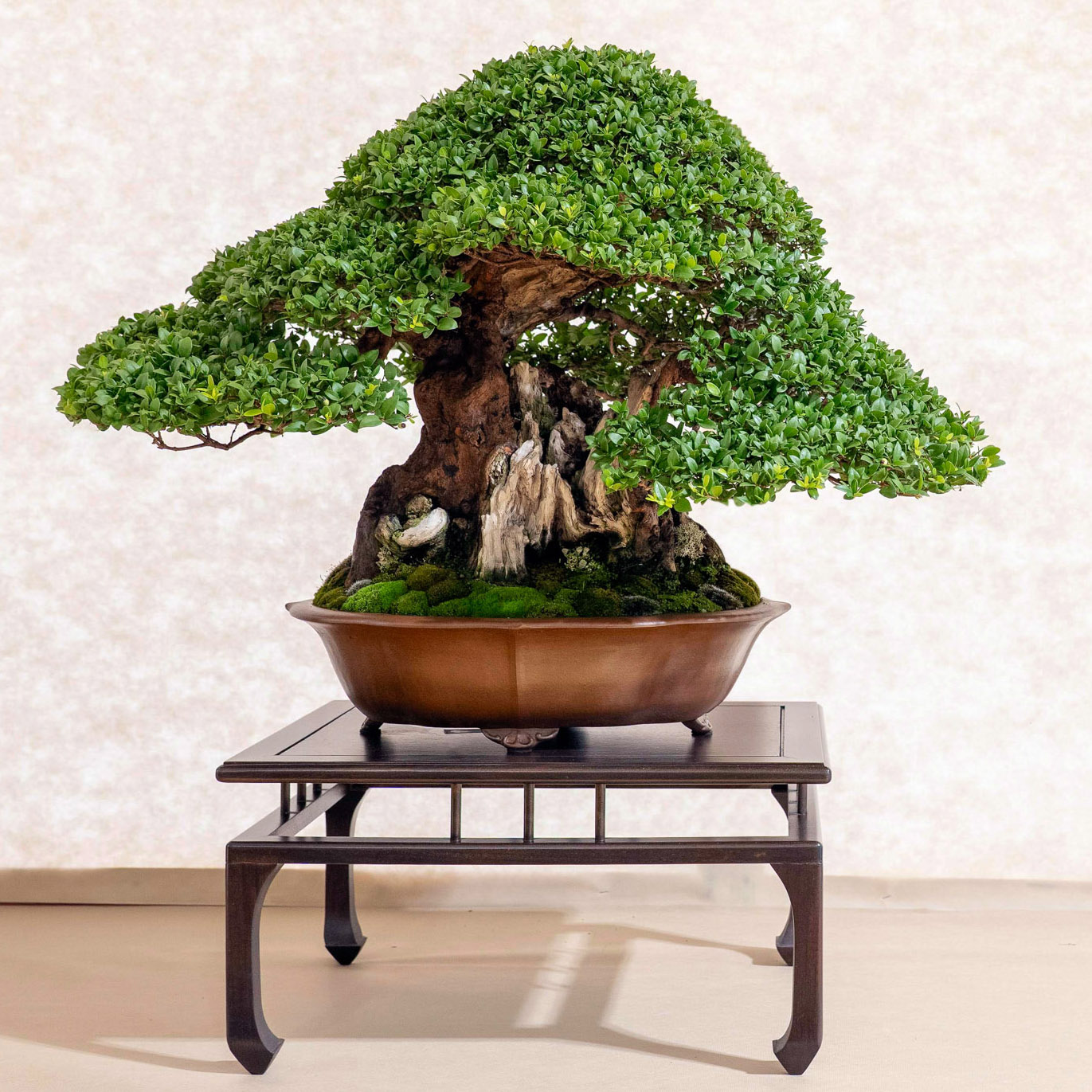 Myrtus communis  Bonsai Today