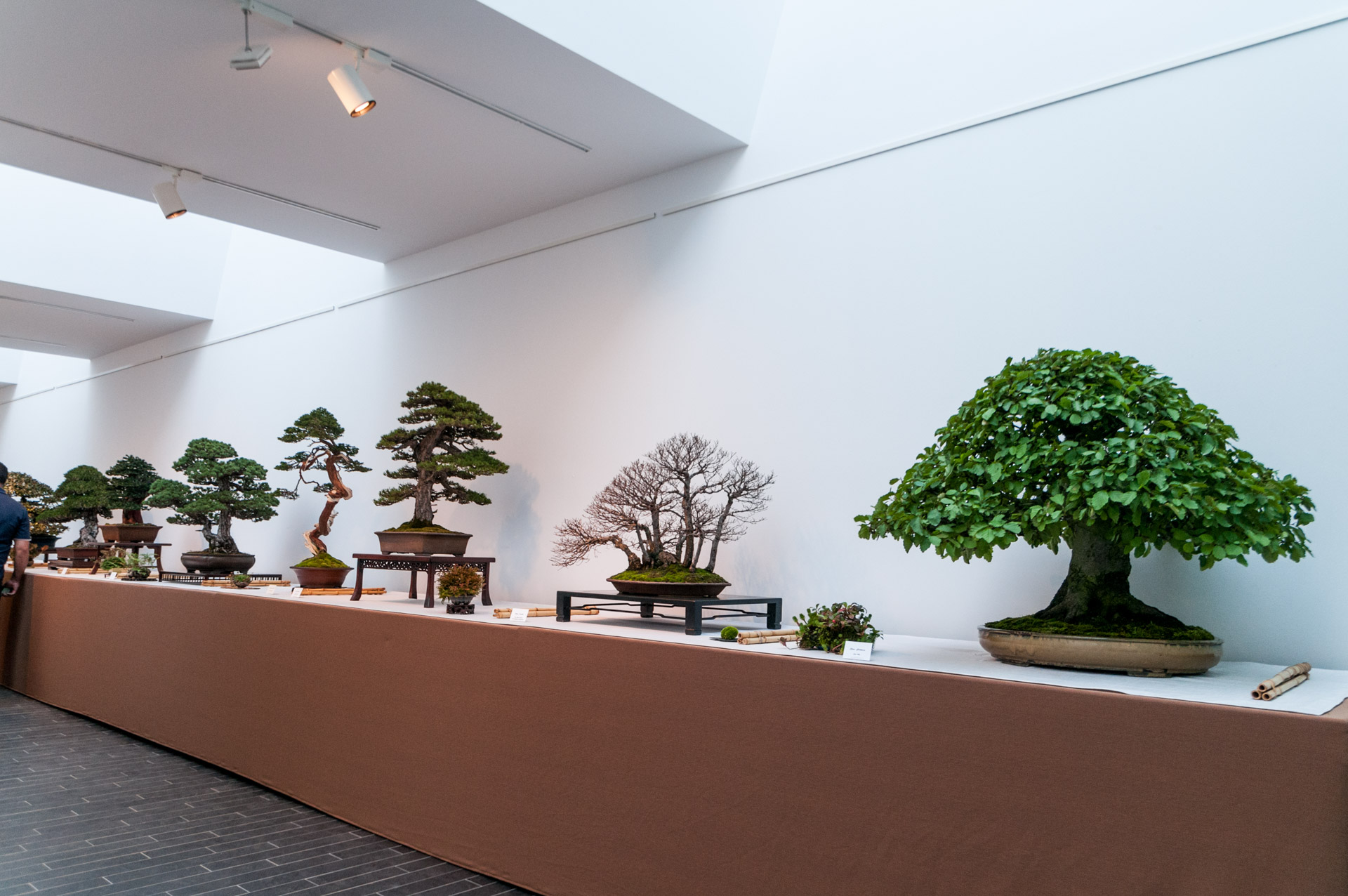 Nishiki-ten  Bonsai Today